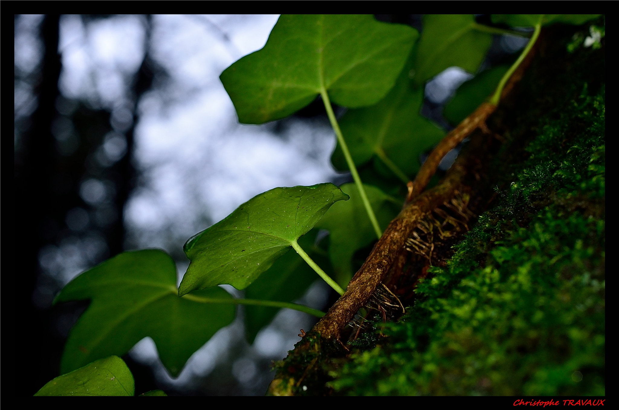 Nikon AF-S DX Micro Nikkor 40mm F2.8 sample photo. Gf photography