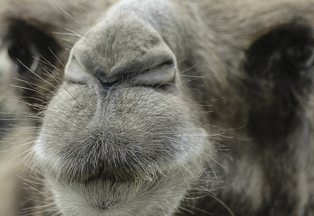Nikon D70 sample photo. Camel kiss photography