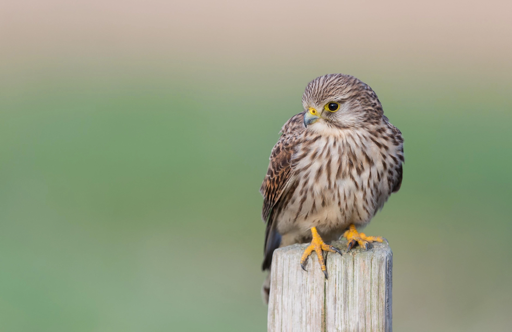 Nikon D4 + Nikon AF-S Nikkor 500mm F4G ED VR sample photo. Torenvalk - kestrel photography