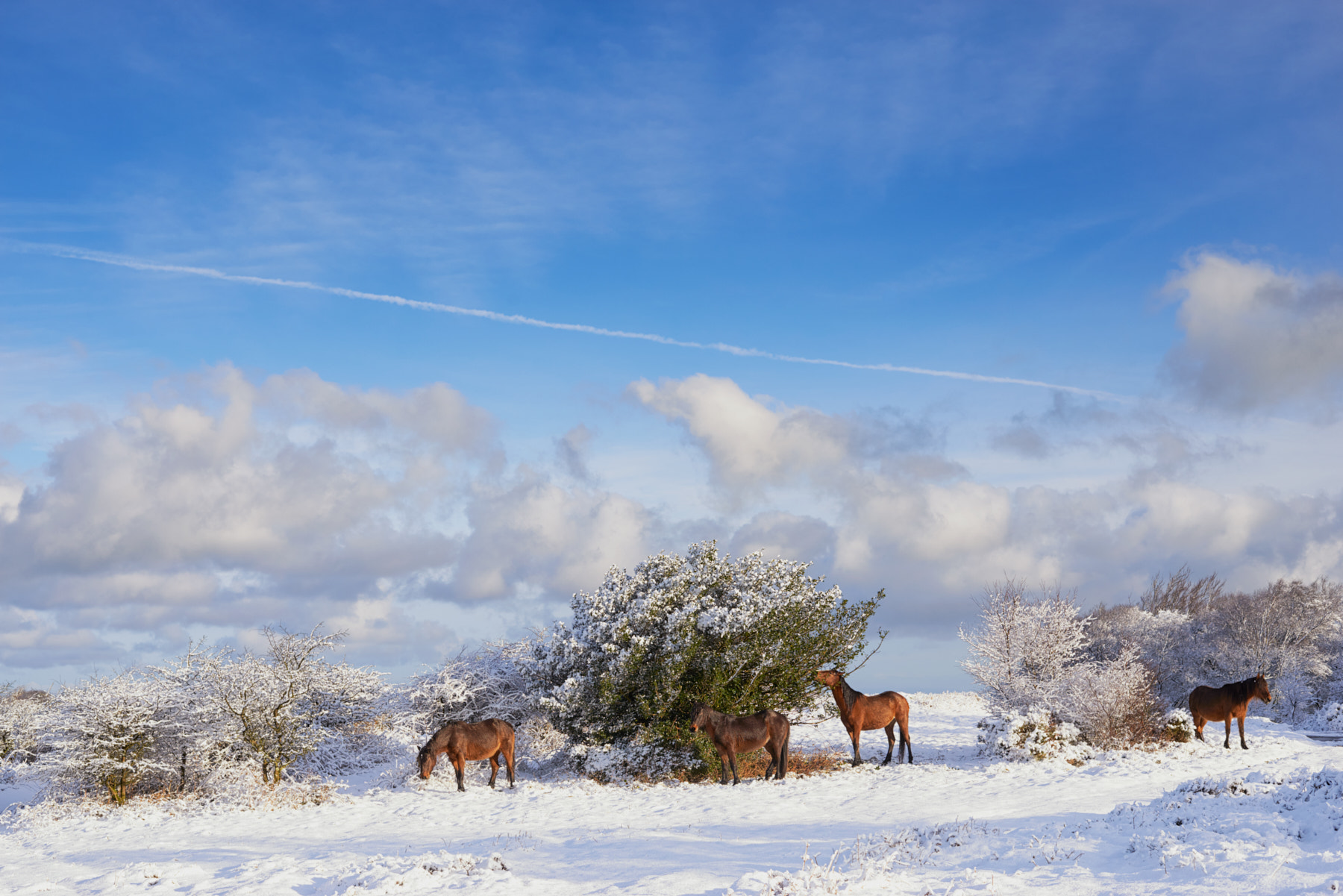 Nikon AF-S Nikkor 50mm F1.8G sample photo. Exmoor ponies photography