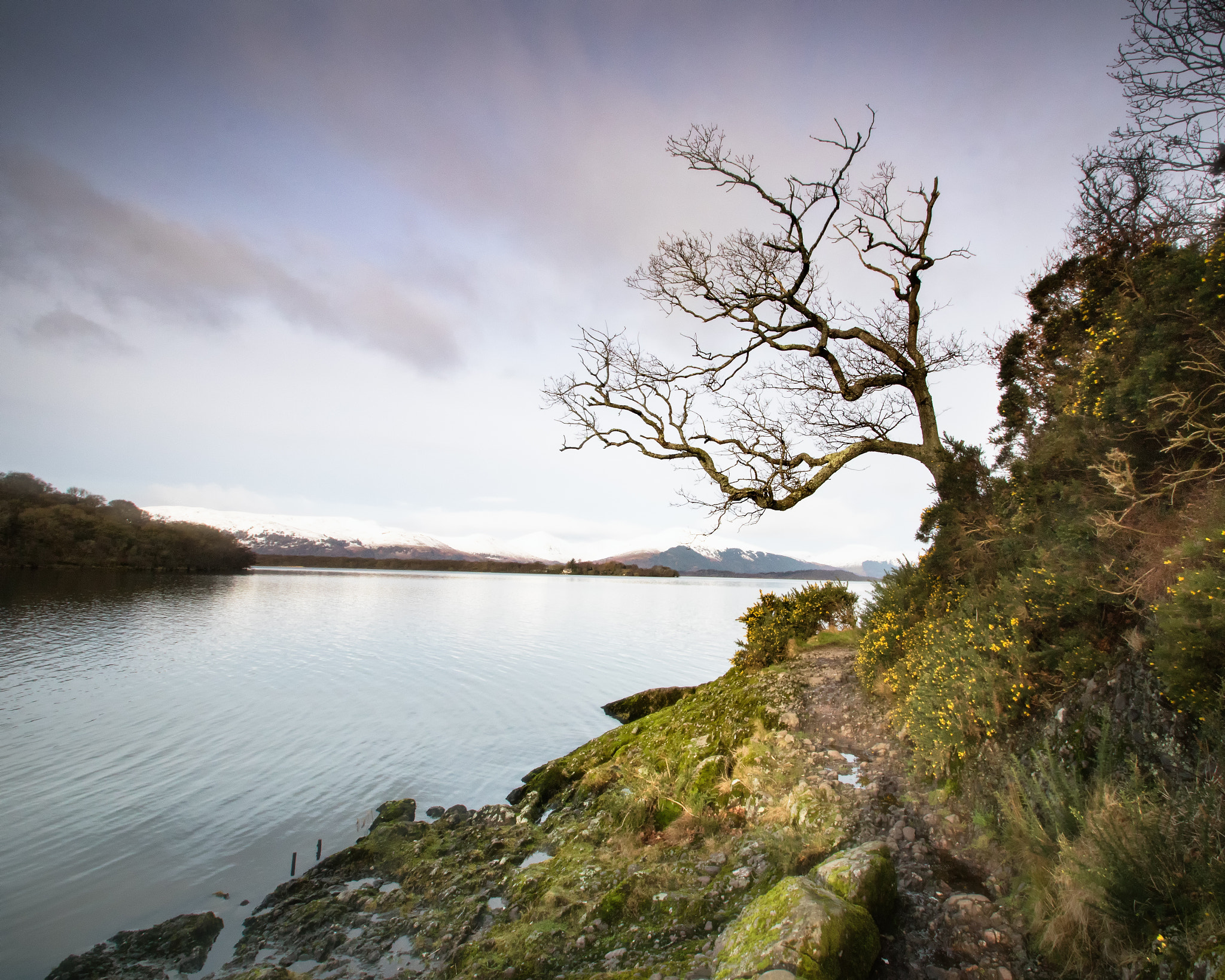 Sigma 10-20mm F3.5 EX DC HSM sample photo. Tree, colour photography