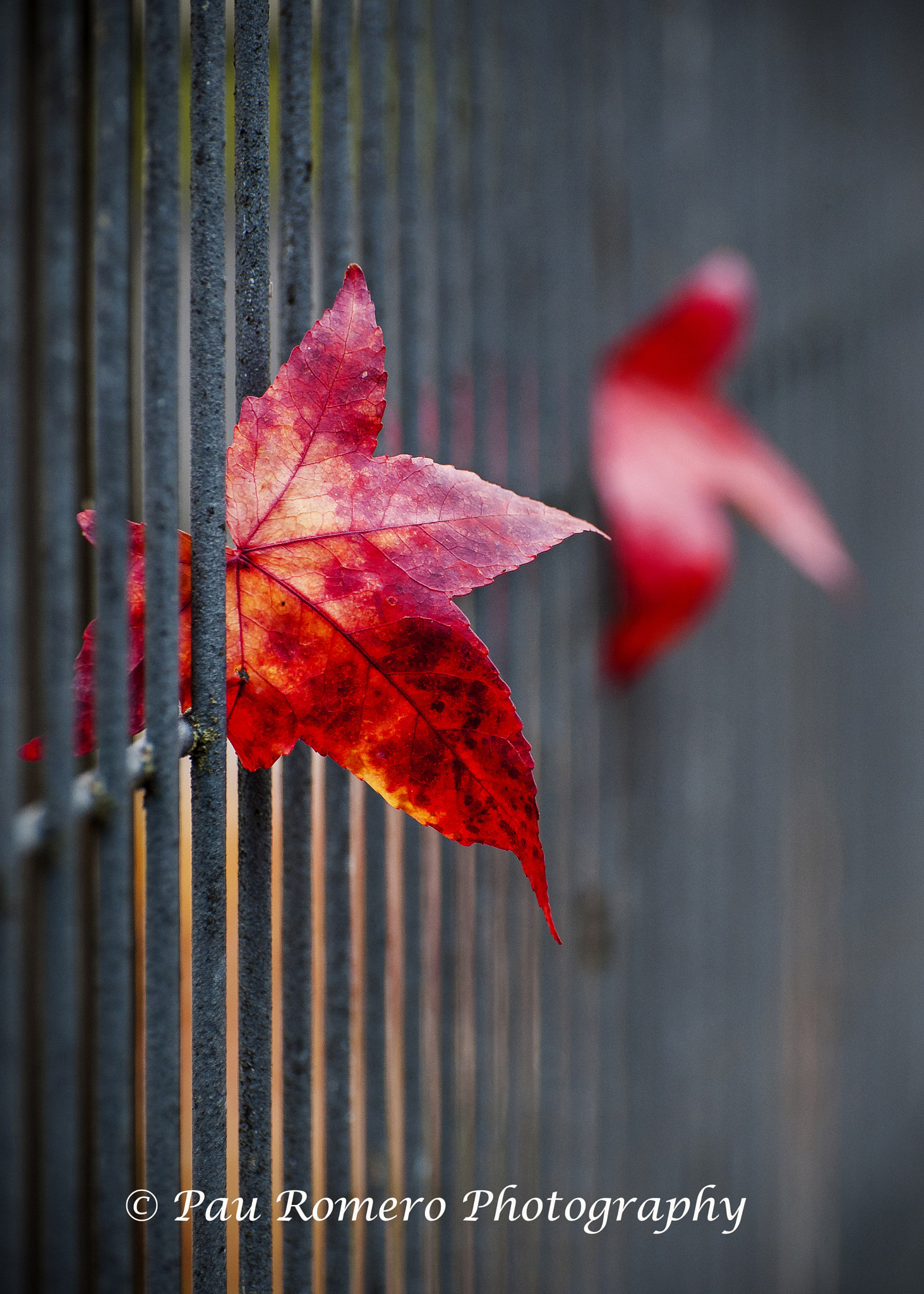 Nikon D700 sample photo. Autumn image.jpg photography