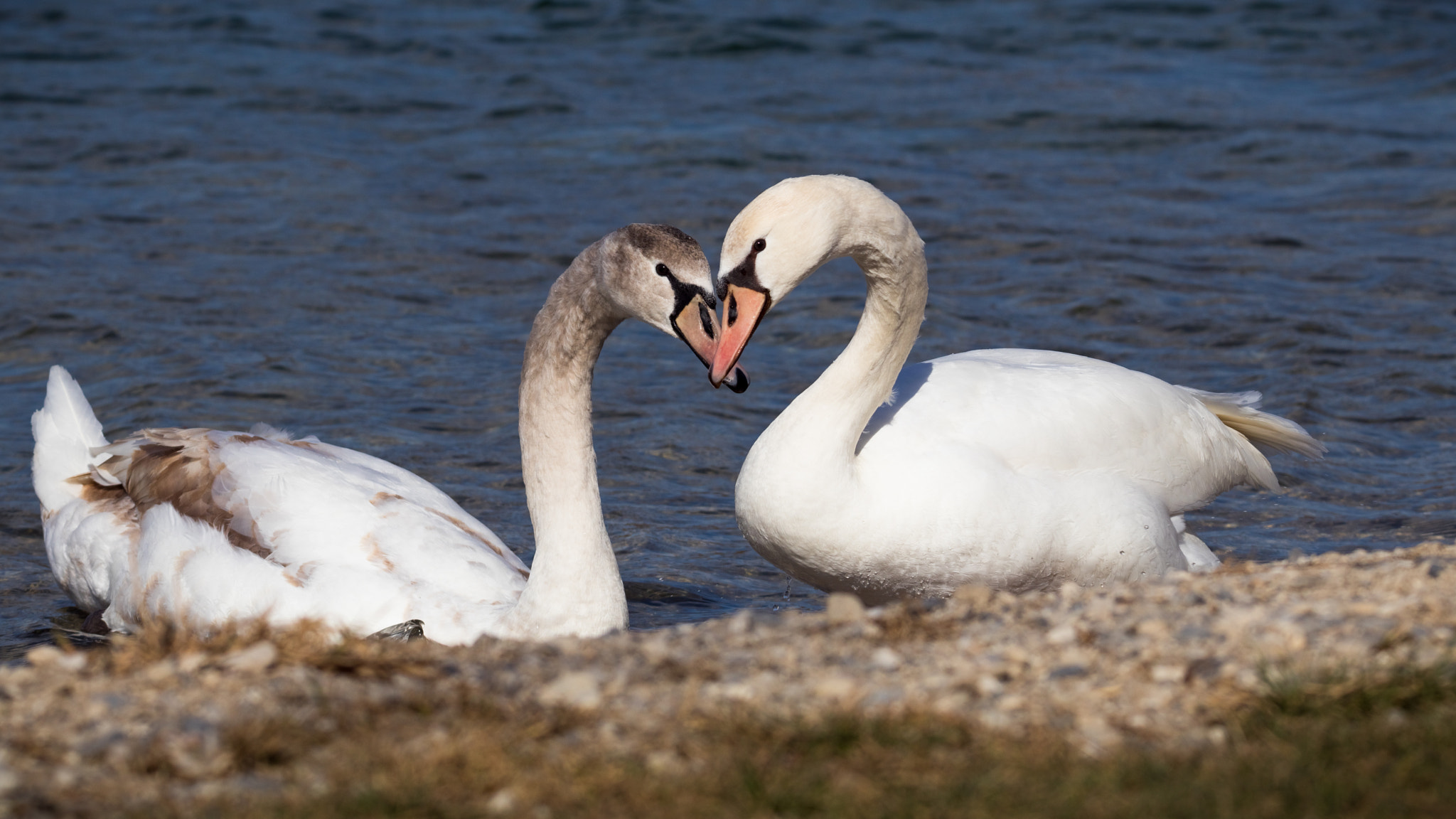 Canon EOS 80D + 150-600mm F5-6.3 DG OS HSM | Sports 014 sample photo. Swans ♥ photography