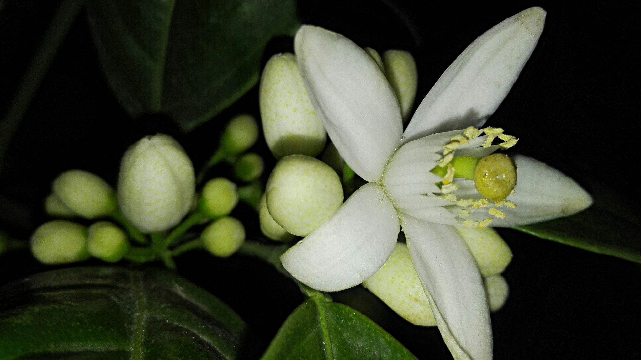 HUAWEI Cherry Mini sample photo