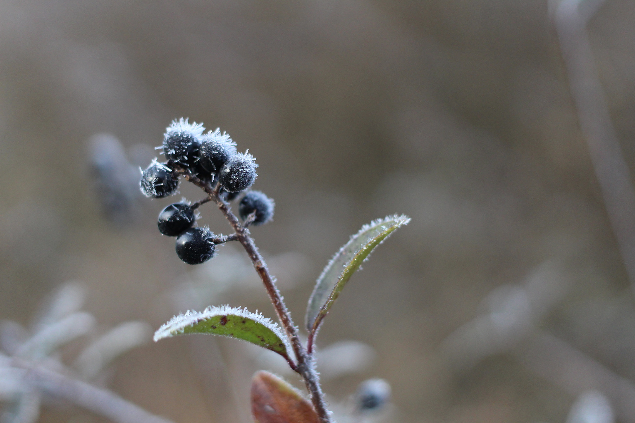 Canon EOS 100D (EOS Rebel SL1 / EOS Kiss X7) + Canon EF 40mm F2.8 STM sample photo. Frost and berries photography