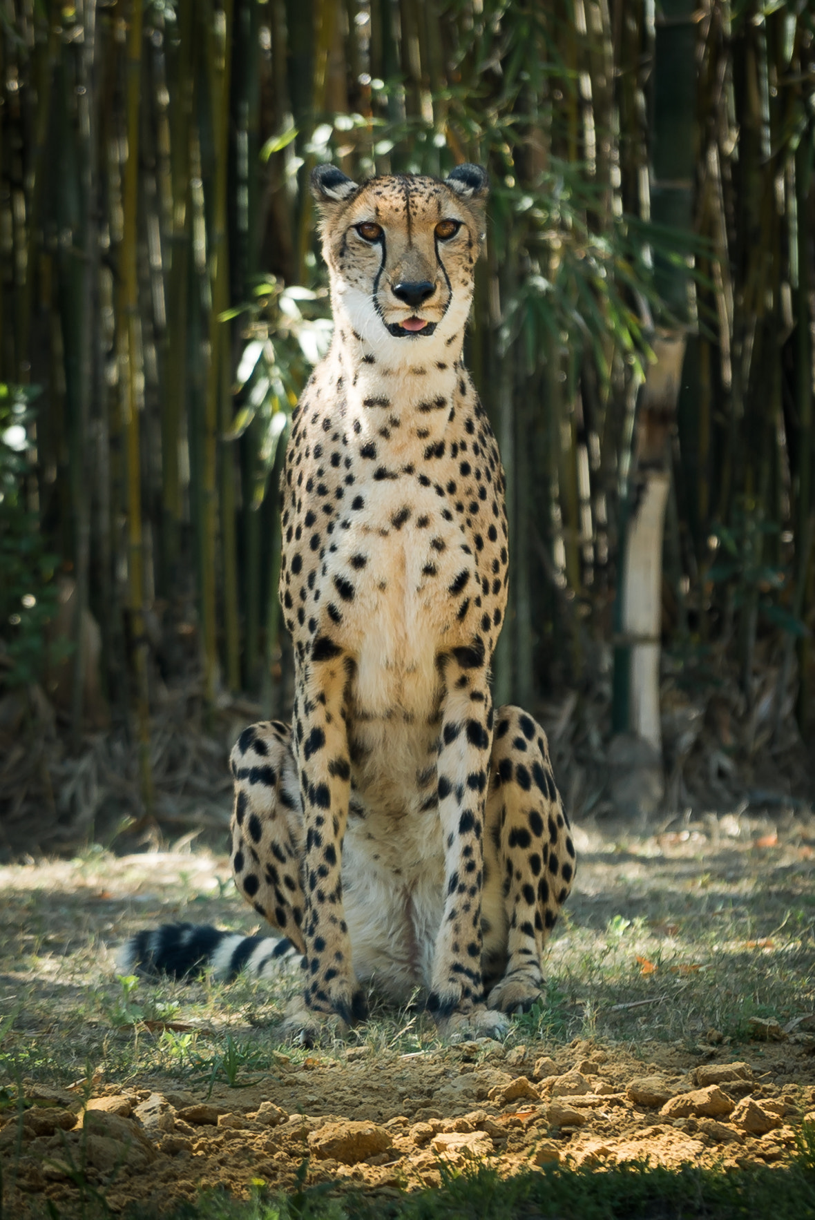 Sony a7S II + Sony FE 70-200mm F4 G OSS sample photo. Cheetah photography