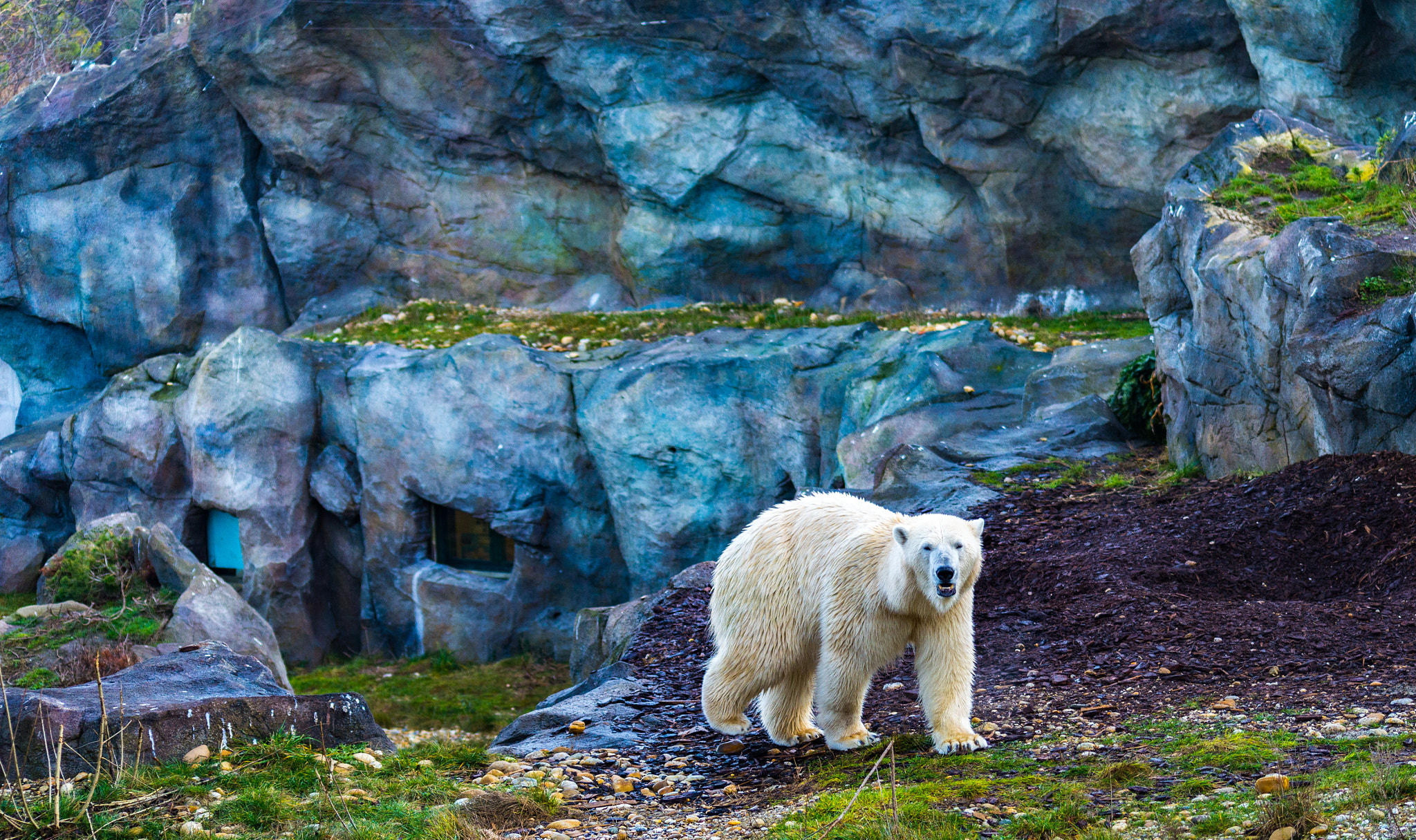 Nikon D600 sample photo. Polar buddy photography