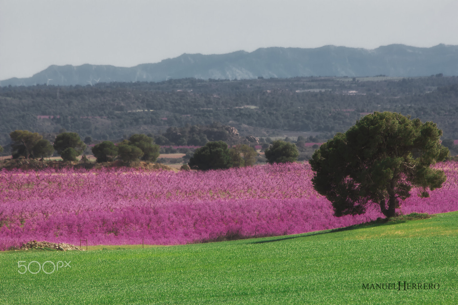 Canon EF 70-300mm F4-5.6 IS USM sample photo. Sea of flowers photography