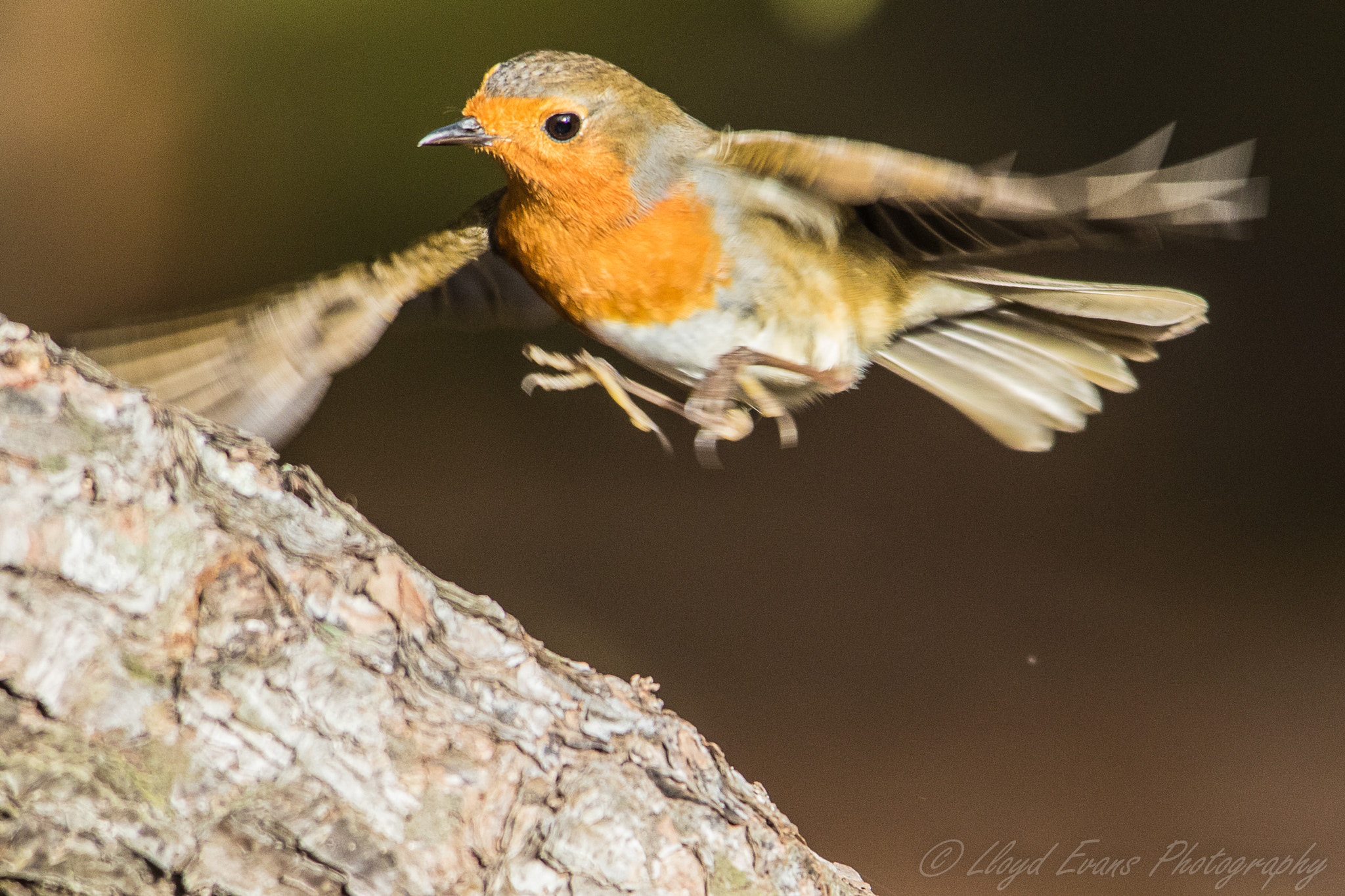 Sigma 150-500mm F5-6.3 DG OS HSM sample photo. Landing gear down photography