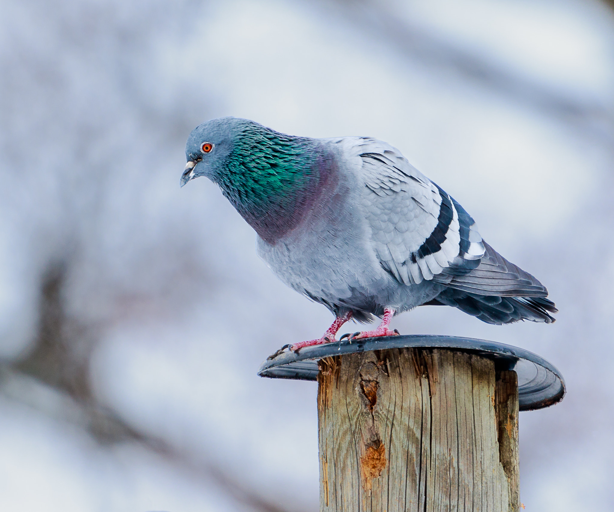 Canon EF 500mm F4L IS USM sample photo. Feral pigeon photography