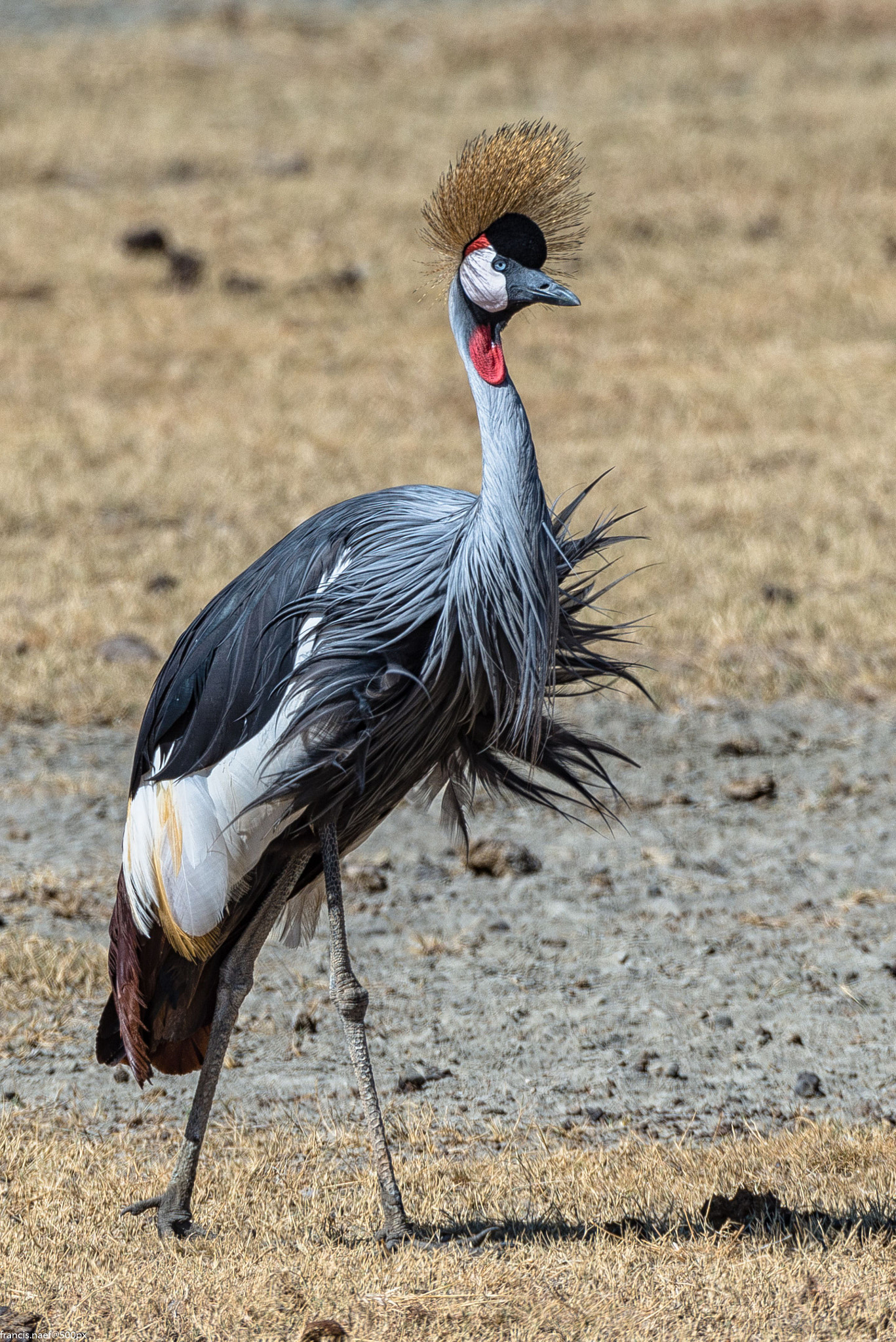 Nikon D800 sample photo. Grey crowned crane photography