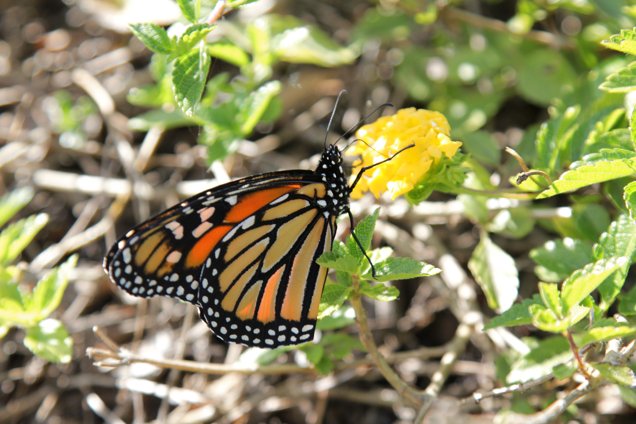 Canon EOS 600D (Rebel EOS T3i / EOS Kiss X5) + Canon EF 24-105mm F4L IS USM sample photo. Nectar seeker photography