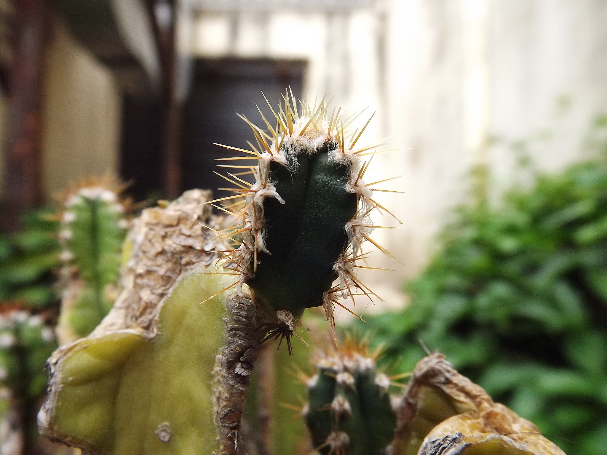 FujiFilm FinePix S4000 (FinePix S4050) sample photo. Cactus photography