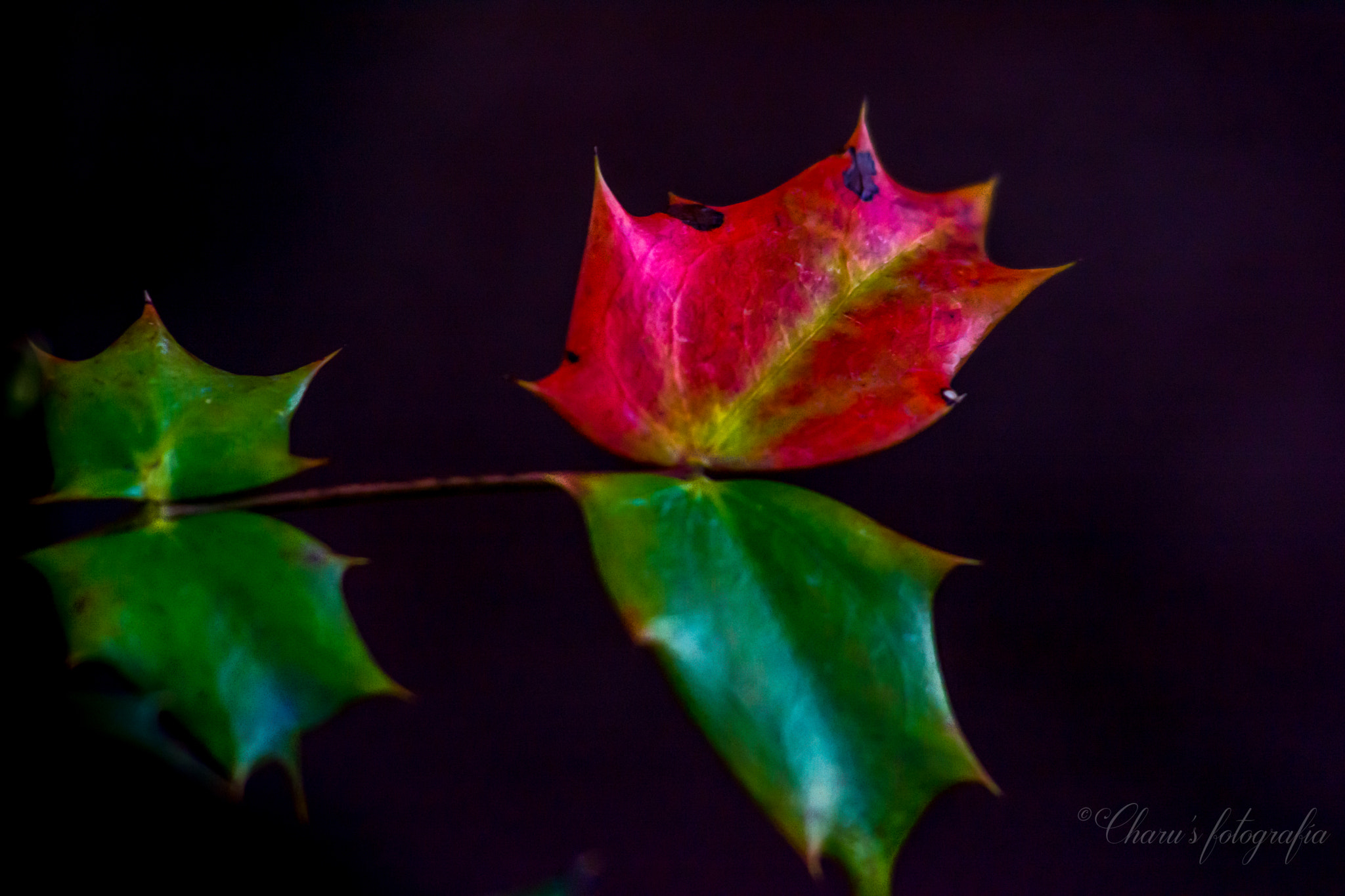 Nikon AF-Nikkor 80-200mm F2.8D ED sample photo. 4 leaves photography