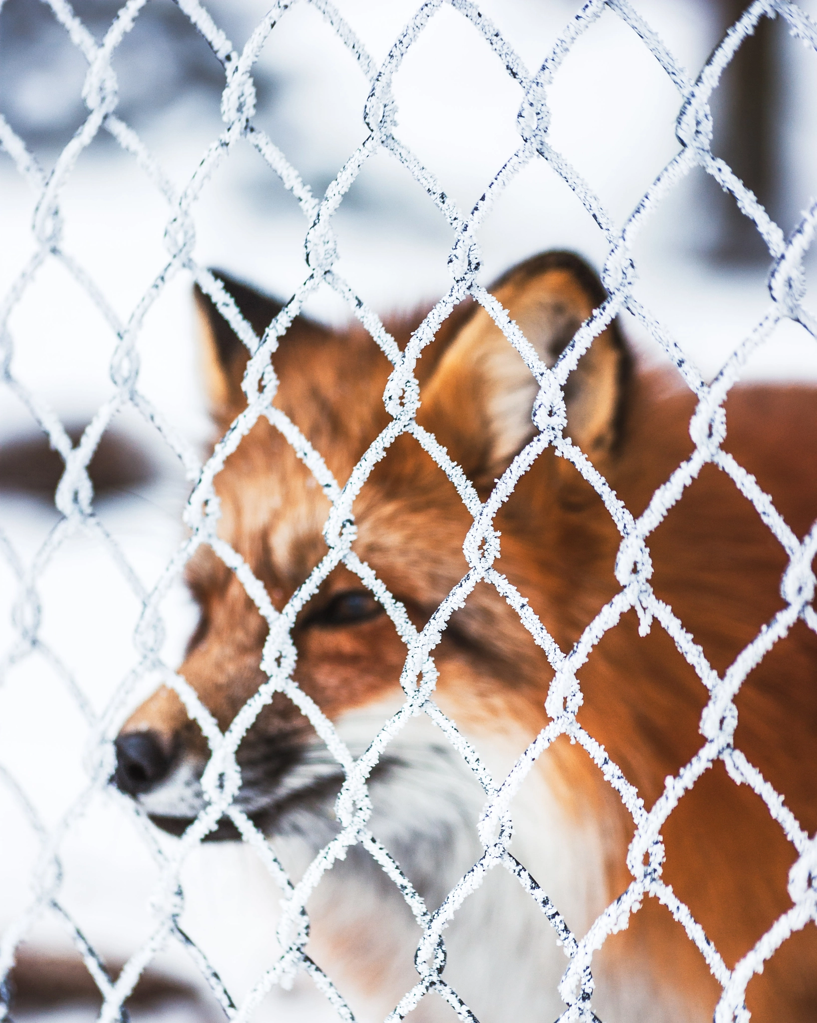 Sony Alpha DSLR-A350 + Sigma 70-300mm F4-5.6 DL Macro sample photo. Red fox photography