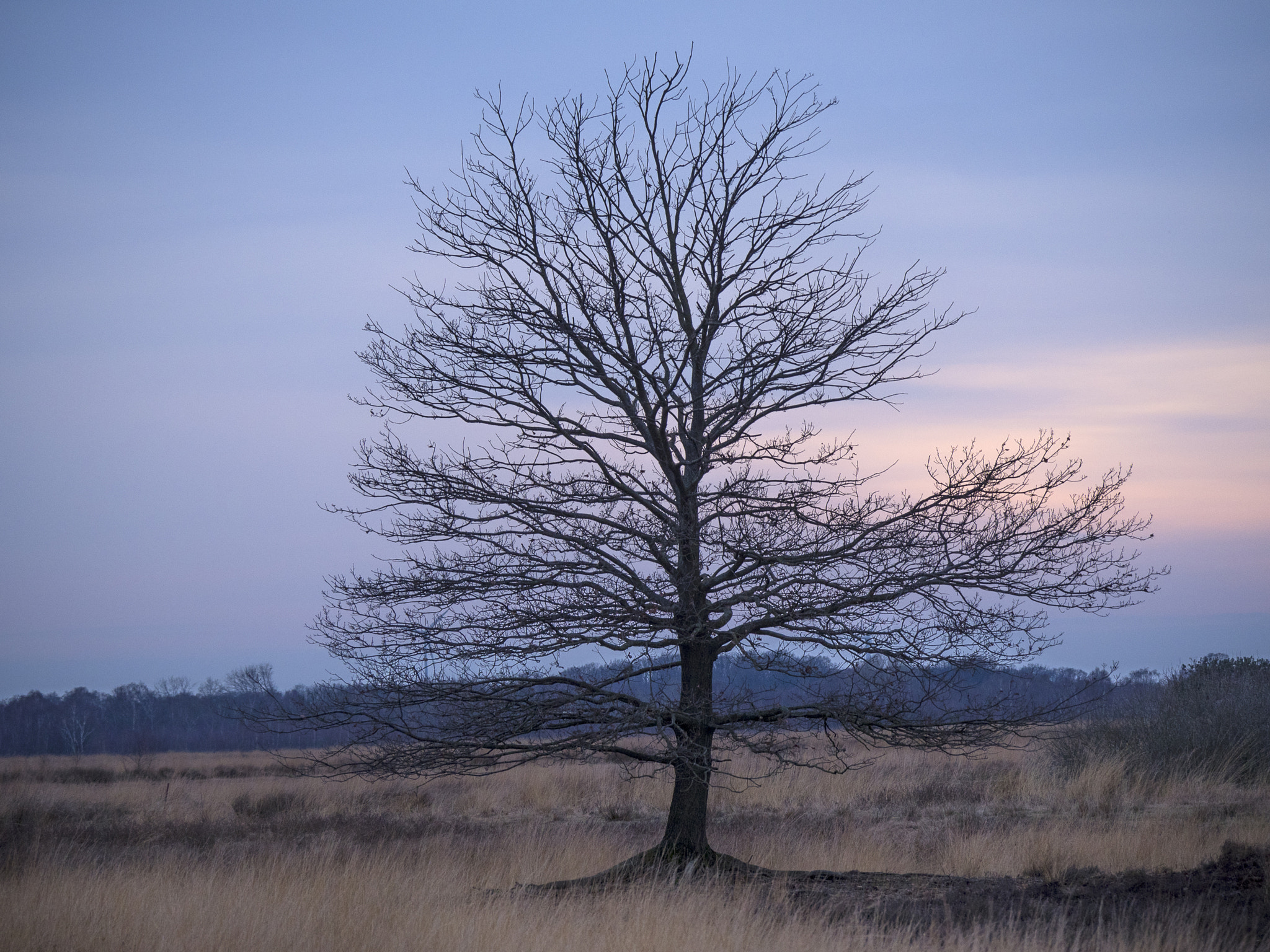 Olympus OM-D E-M5 II + LEICA DG 100-400/F4.0-6.3 sample photo. Single tree photography