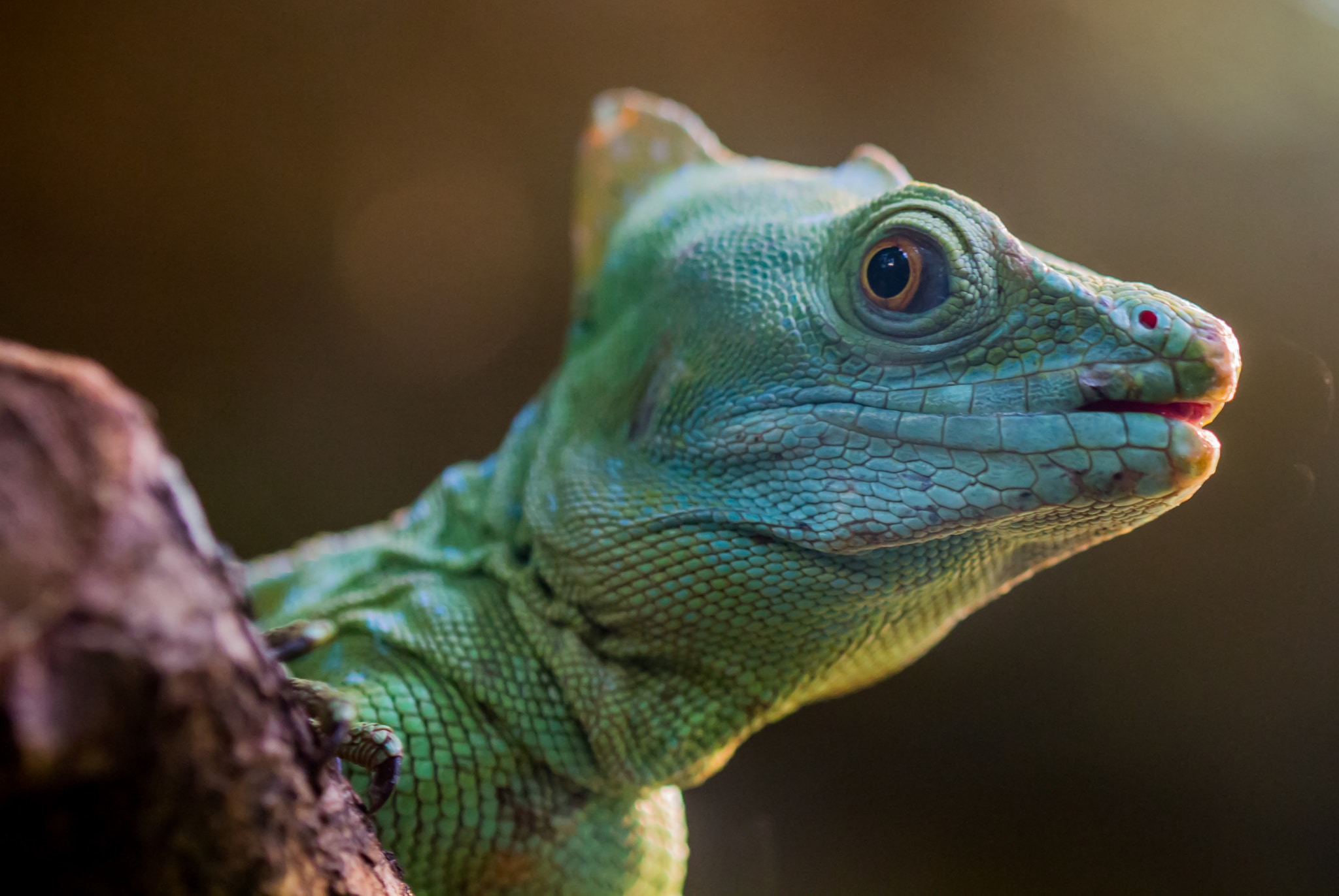 Canon EF 100mm F2.8L Macro IS USM sample photo. Stirnlappenbasilisk (basiliscus plumifrons) photography