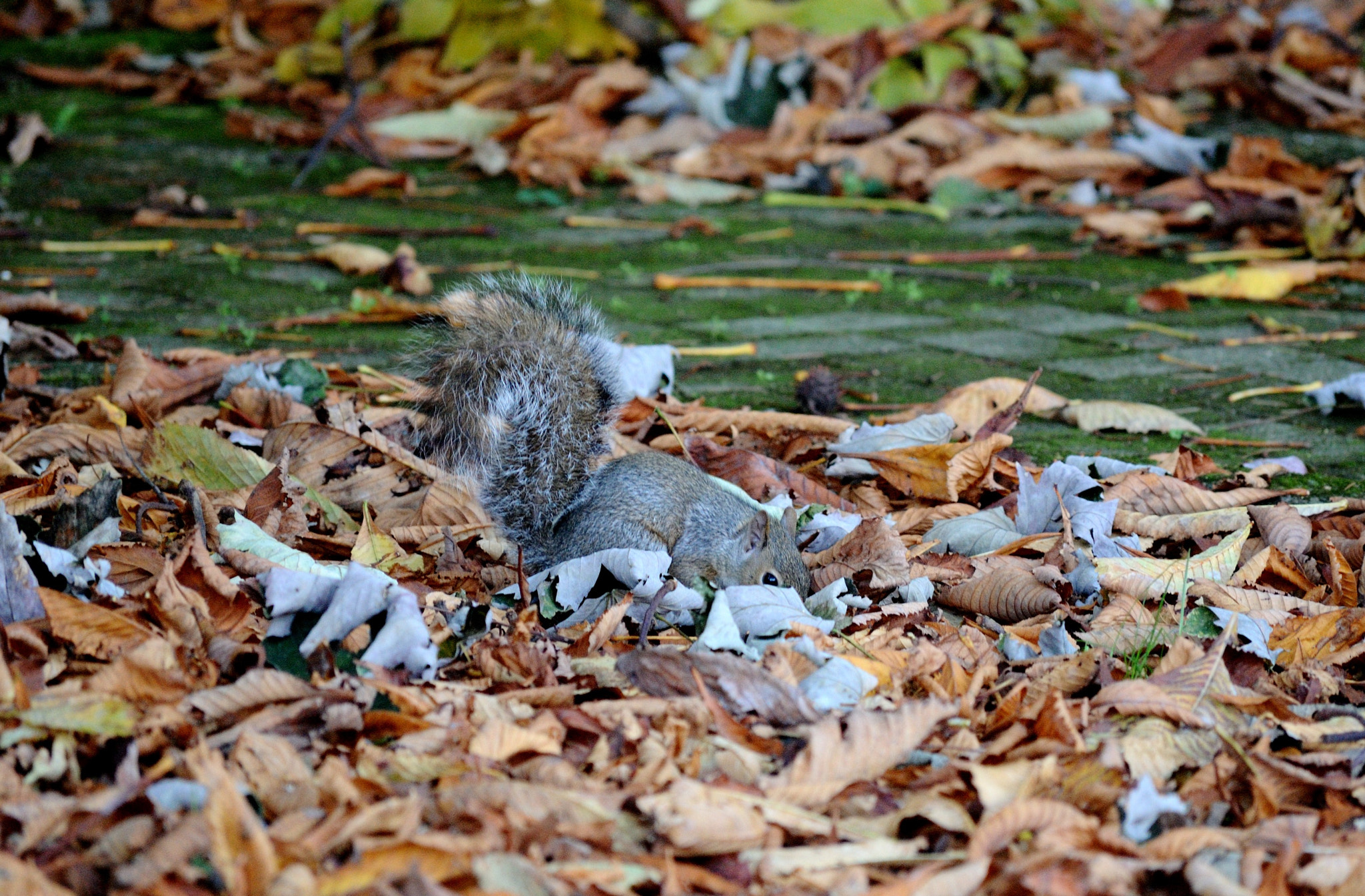 Nikon D3000 sample photo. Look better! photography