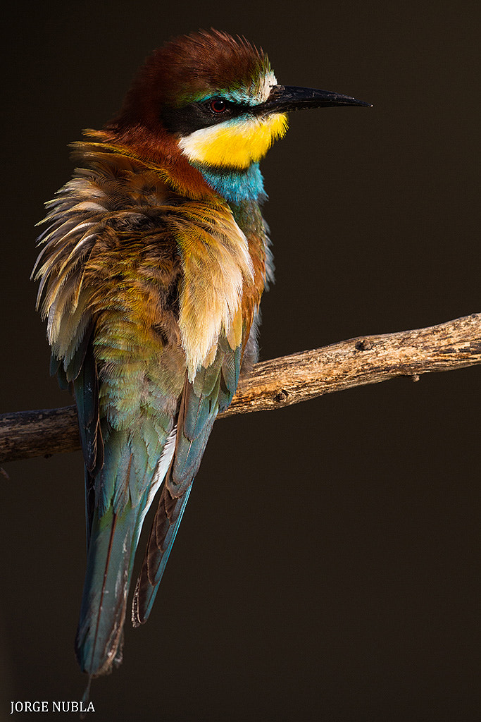 Canon EF 500mm F4L IS II USM sample photo. Abejaruco europeo (merops apiaster). photography