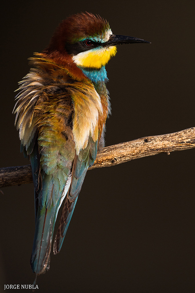 Canon EOS 7D + Canon EF 500mm F4L IS II USM sample photo. Abejaruco europeo (merops apiaster). photography