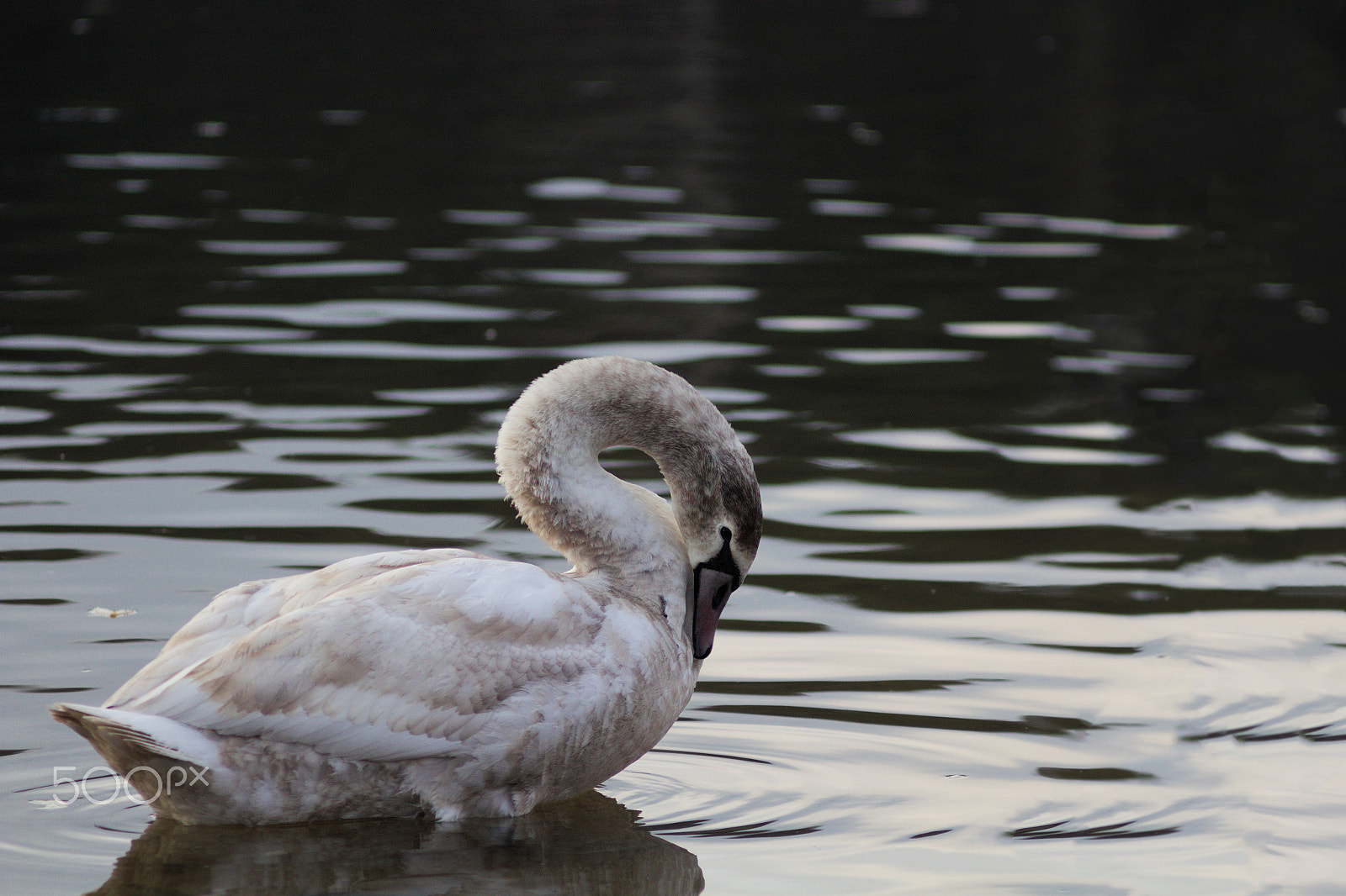 Canon EF 35-80mm f/4-5.6 sample photo. Lebed photography