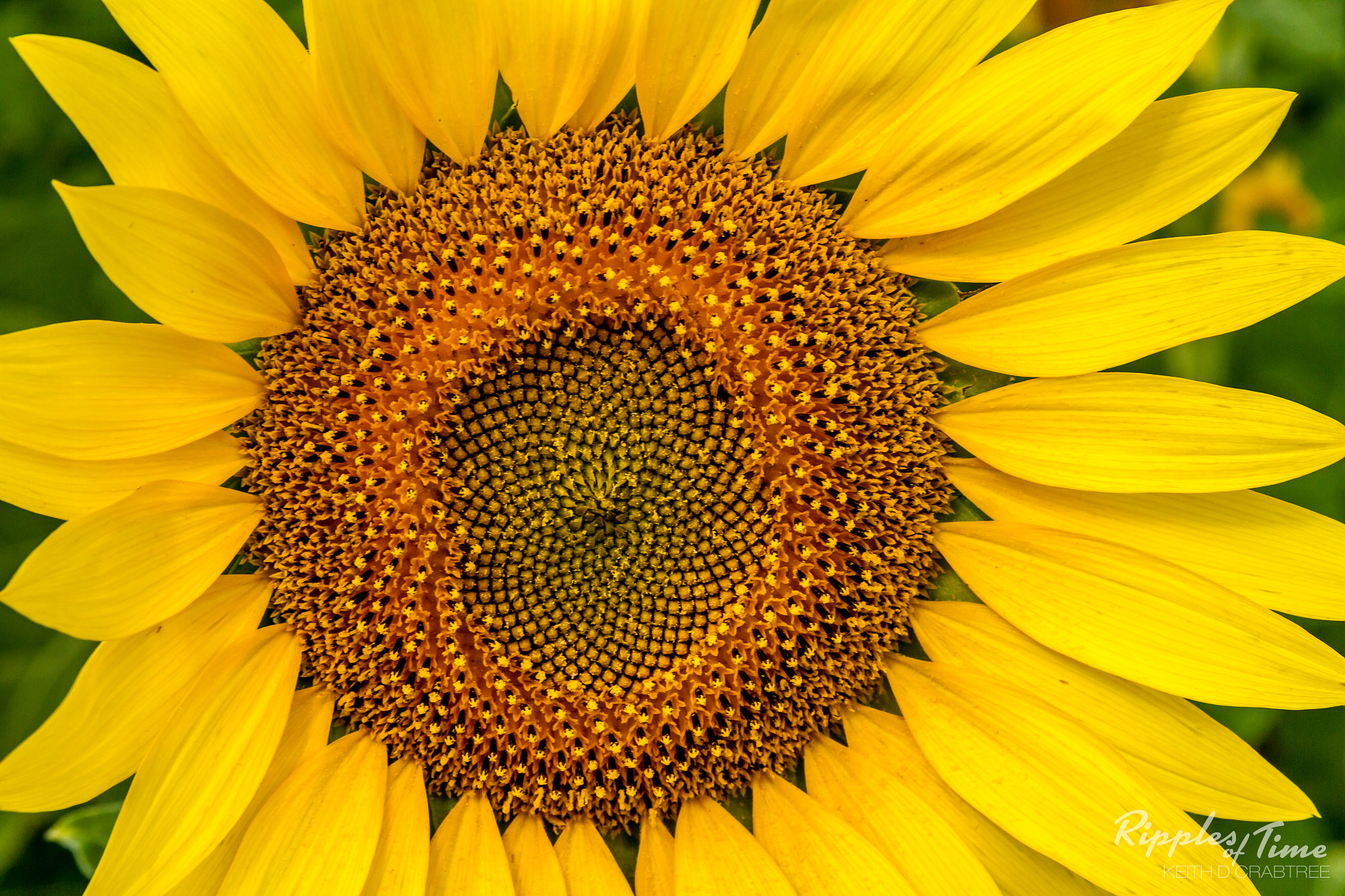 Canon EF-S 17-85mm F4-5.6 IS USM sample photo. Sunflower photography