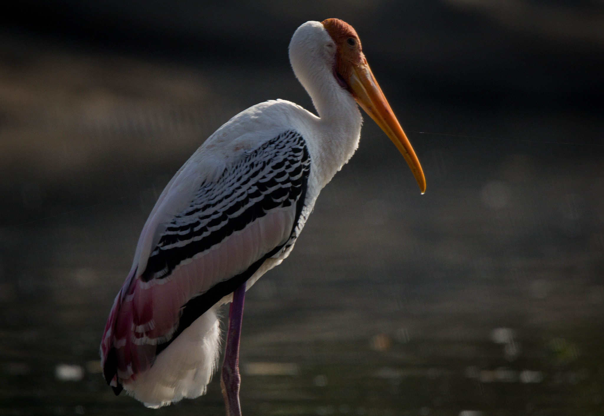 Tamron SP 150-600mm F5-6.3 Di VC USD sample photo. Animals photography