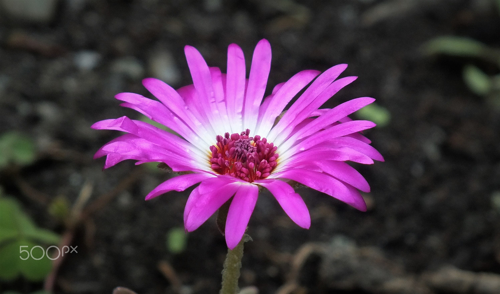 Fujifilm FinePix HS28EXR sample photo. Unknown flower photography