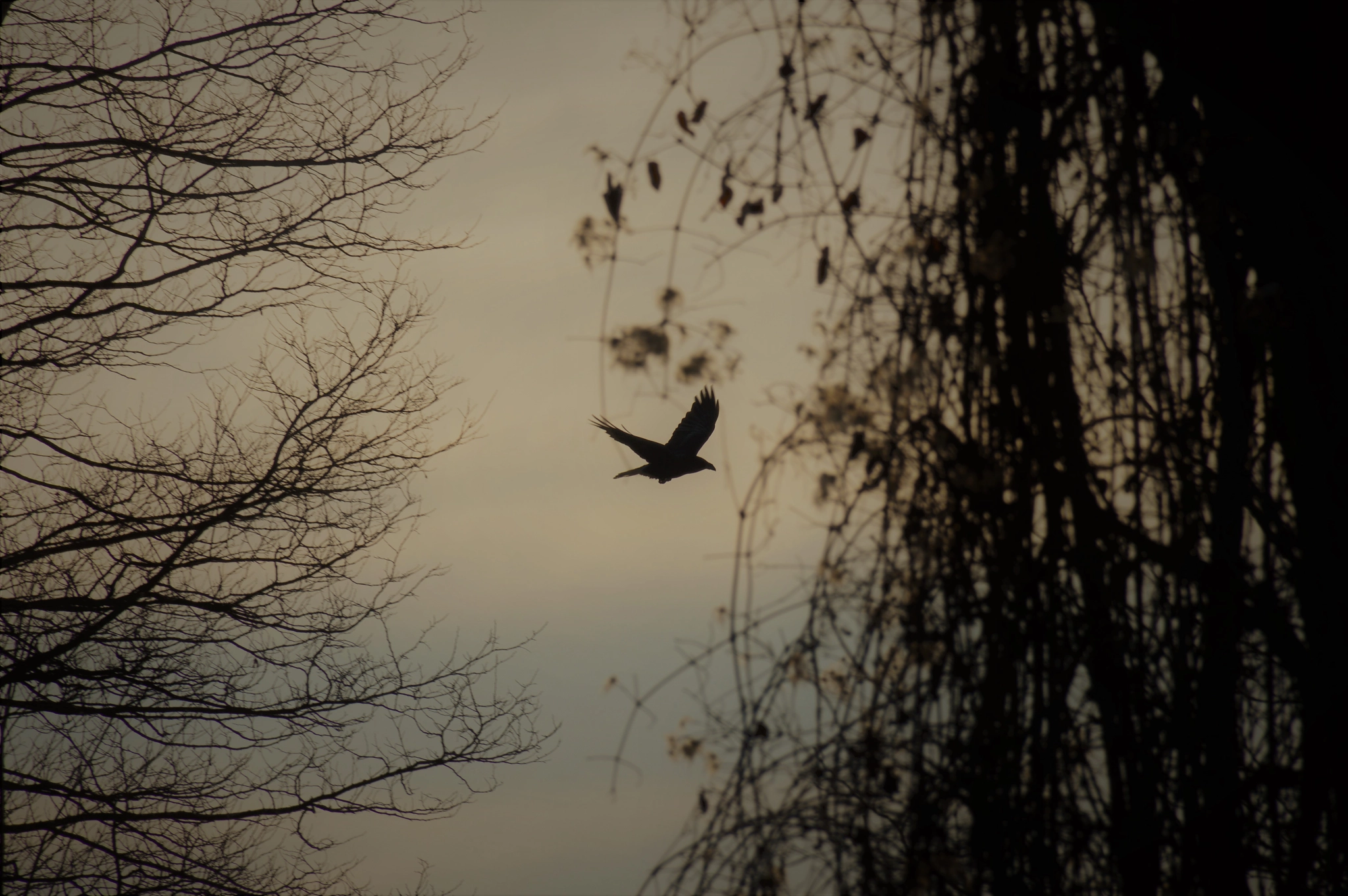 Nikon D3200 sample photo. Fly anywhere you like, one day you will get where you need to be. photography