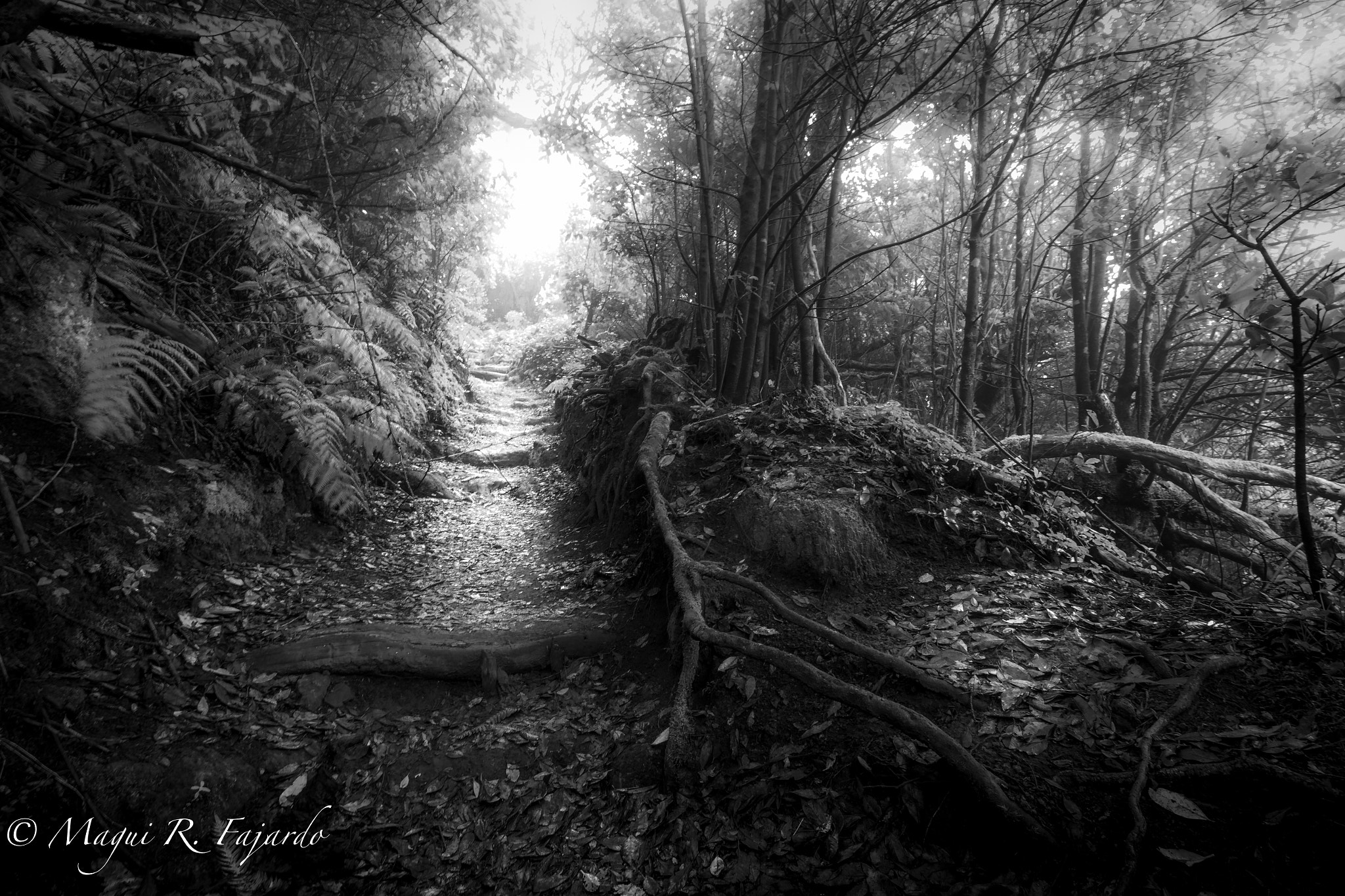 Sigma 10-20mm F3.5 EX DC HSM sample photo. No more fear photography