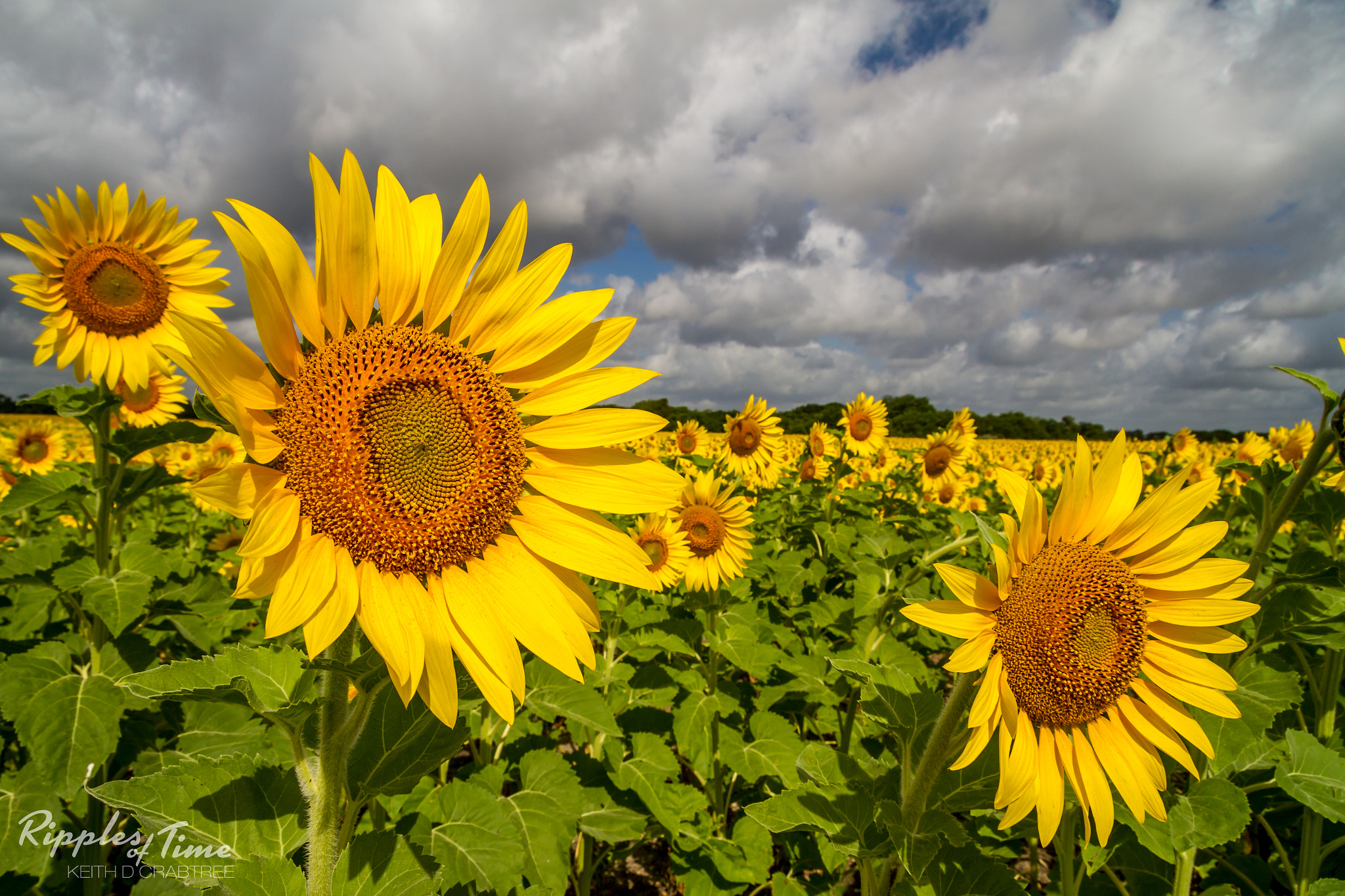 Canon EF-S 17-85mm F4-5.6 IS USM sample photo. Sunflower and clouds photography