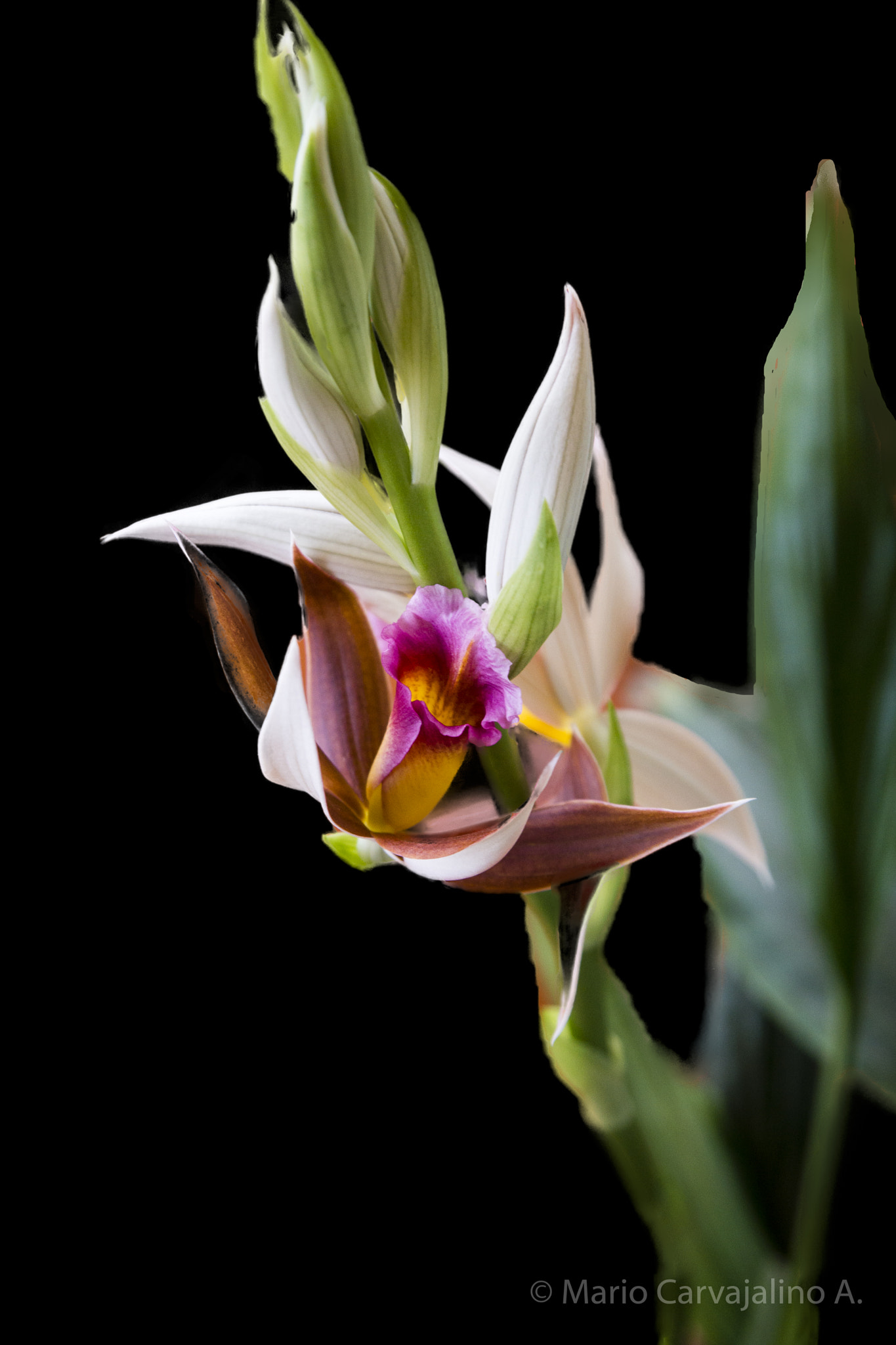 Sony a99 II + Tamron SP 24-70mm F2.8 Di VC USD sample photo. Orquídea del pantano. orchids of the swamp. quimbaya colombia. march 2017 photography