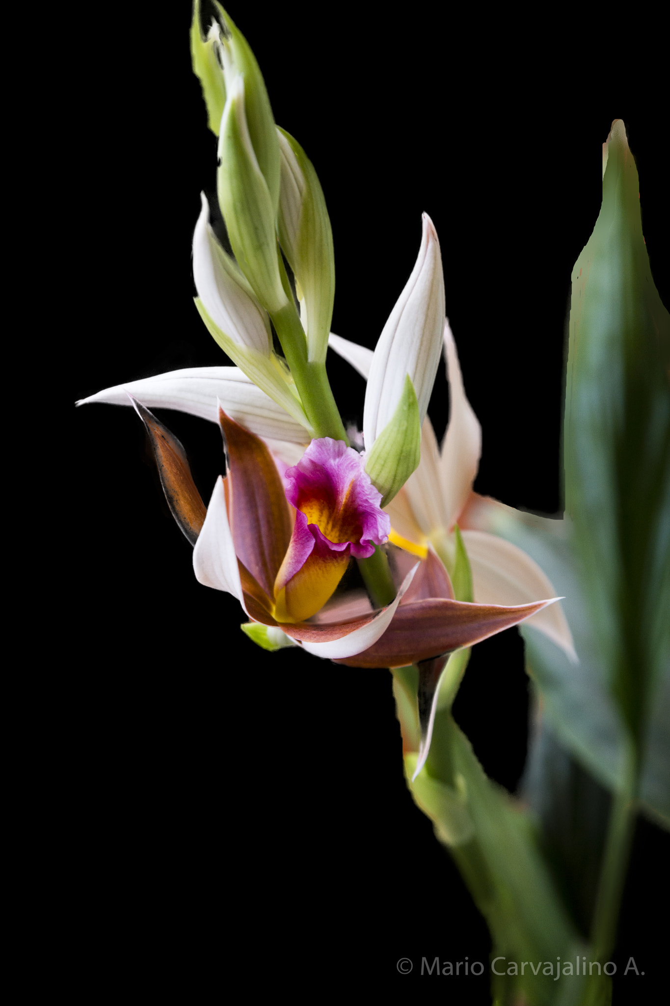 Sony a99 II sample photo. Orquídea del pantano. orchids of the swamp. quimbaya colombia. march 2017 photography