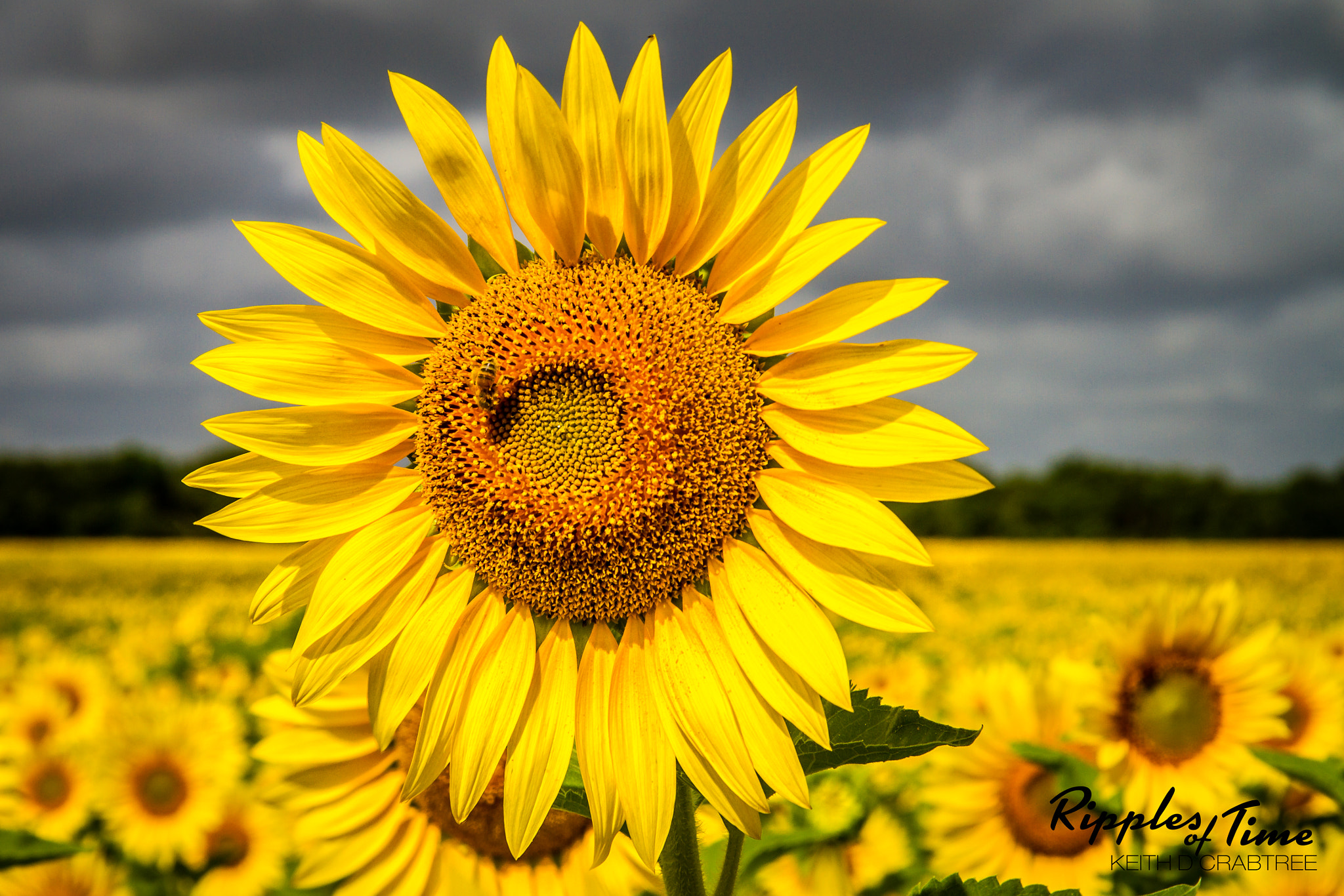 Canon EF-S 17-85mm F4-5.6 IS USM sample photo. Sunflower field photography