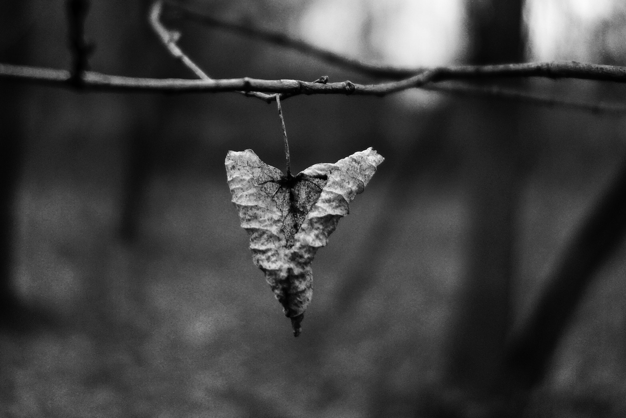 Sony Cyber-shot DSC-RX100 + Sony 28-100mm F1.8-4.9 sample photo. Leaf coiled heart photography