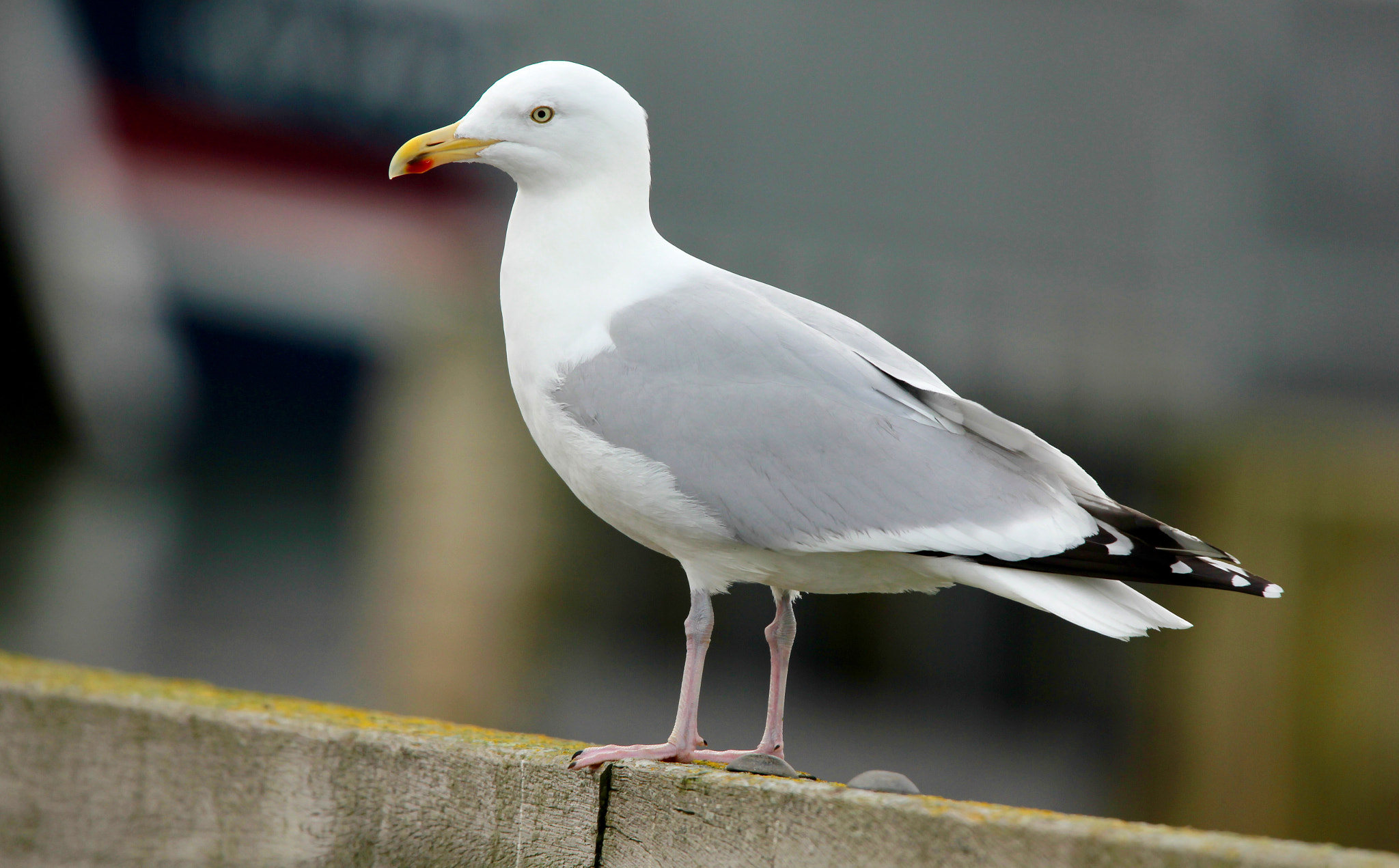 Sigma 150mm f/2.8 EX DG OS HSM APO Macro sample photo. Seagull photography