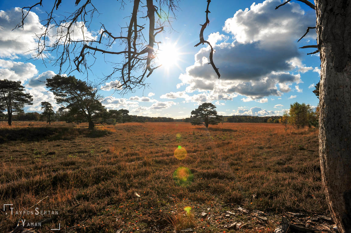 Nikon D700 sample photo. Autumn sun in netherlands photography
