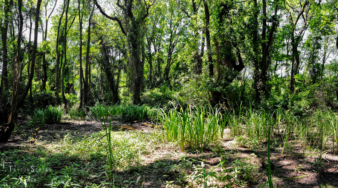 Nikon D700 + Nikon AF Nikkor 20mm F2.8D sample photo. Igneada longos forest photography