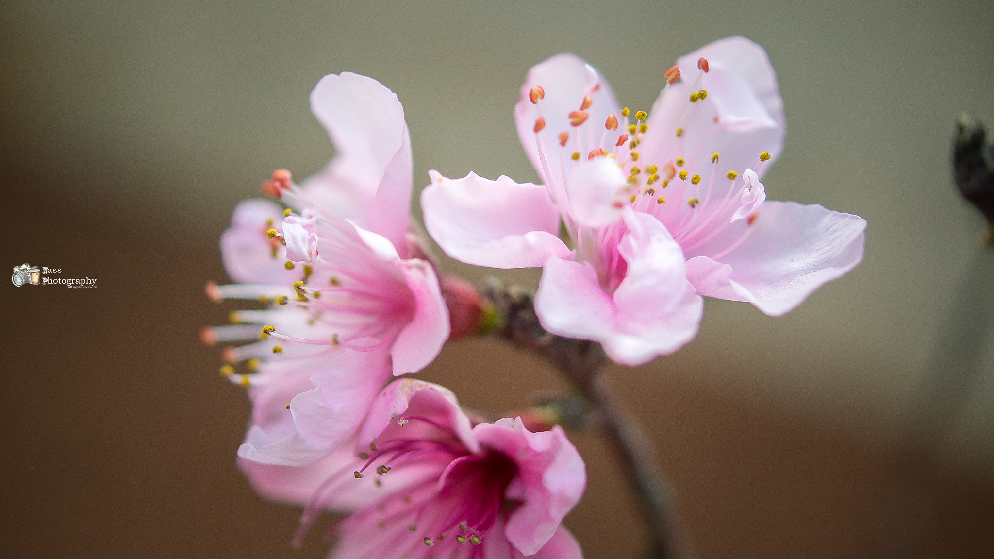 Sony SLT-A55 (SLT-A55V) + Sony DT 30mm F2.8 Macro SAM sample photo. Happy women's day photography