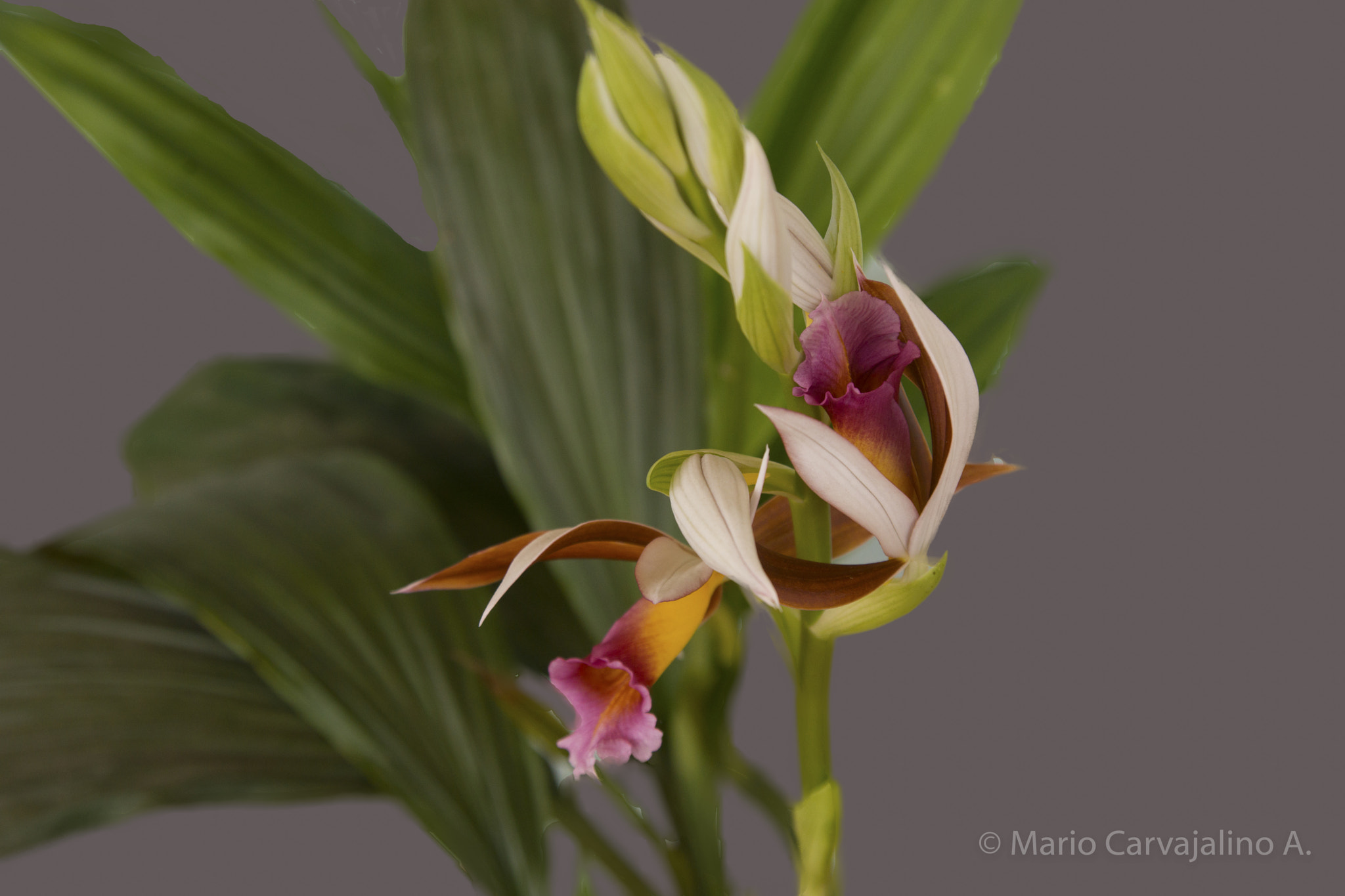 Sony a99 II + Tamron SP 24-70mm F2.8 Di VC USD sample photo. Orchid of the swamps. quimbaya colombia. march 2017 photography