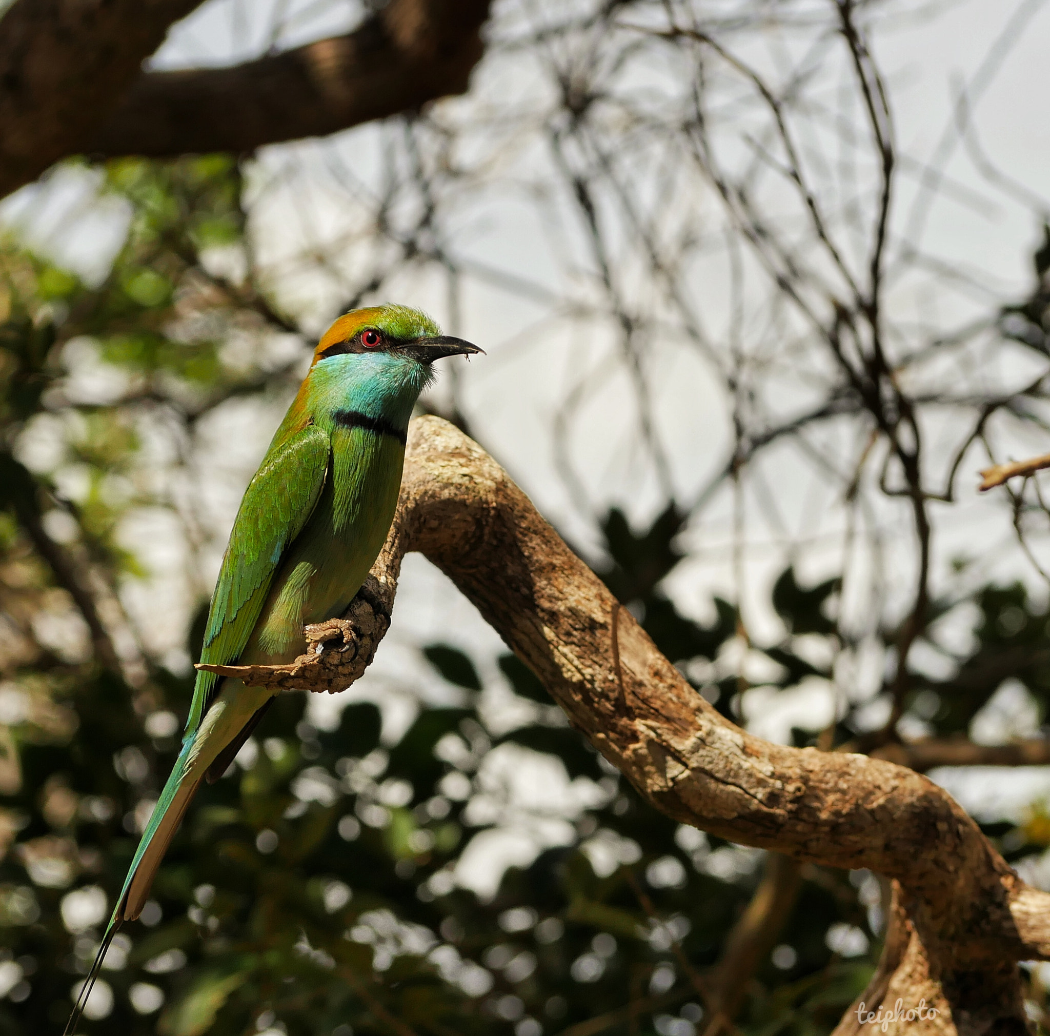 Panasonic Lumix G Vario 45-200mm F4-5.6 OIS sample photo. Bird photography