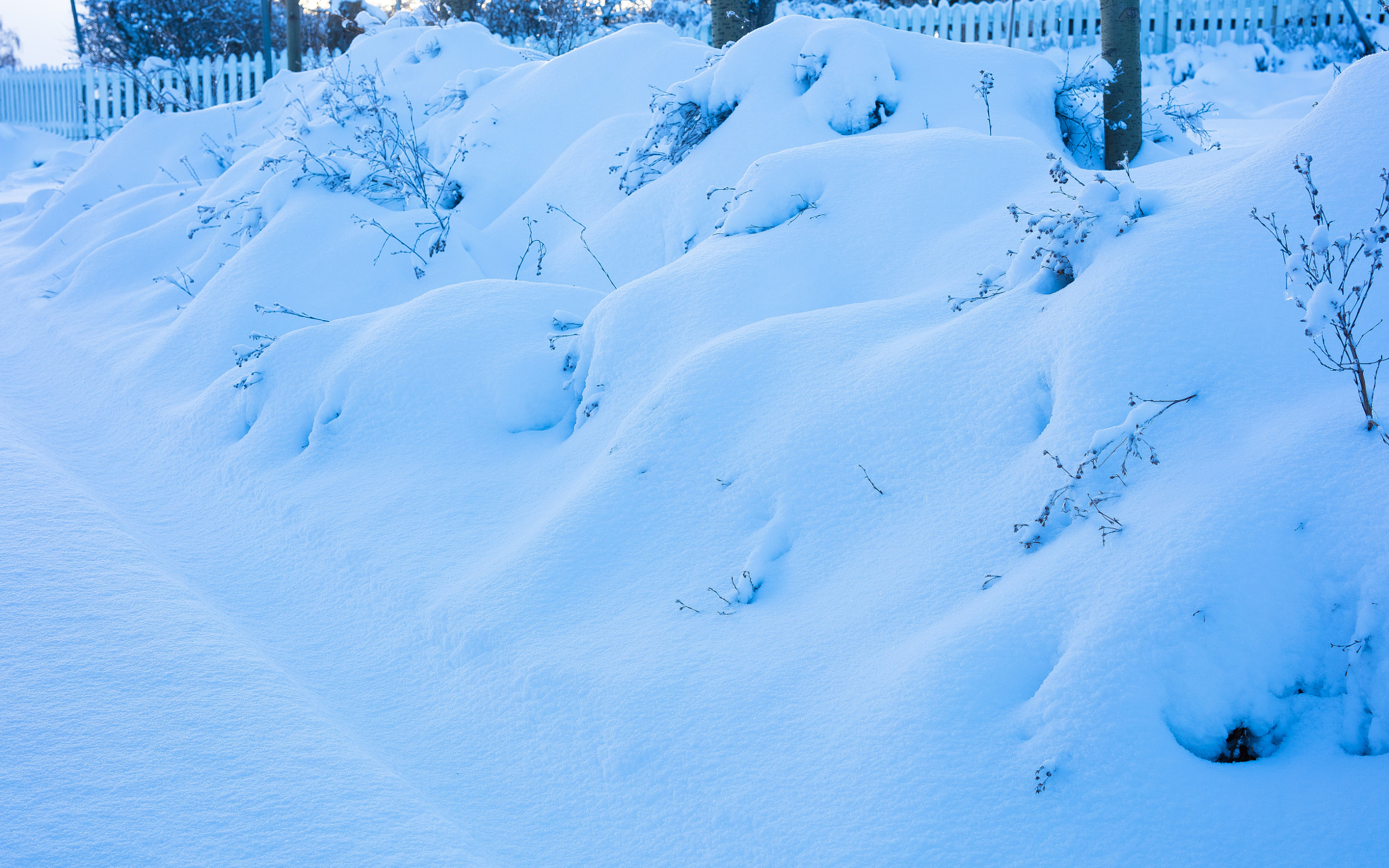 Sigma 50mm F1.4 EX DG HSM sample photo. Snow photography