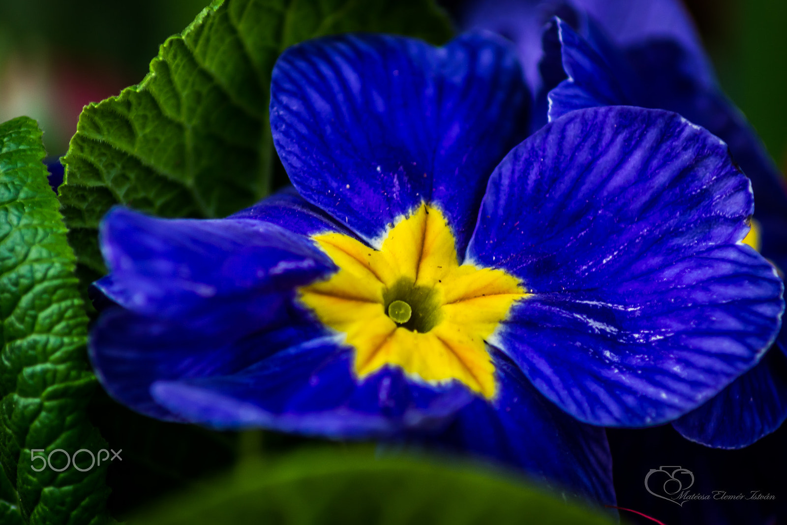 Nikon D5200 sample photo. Matecsa elemer istvan - primula (px) photography