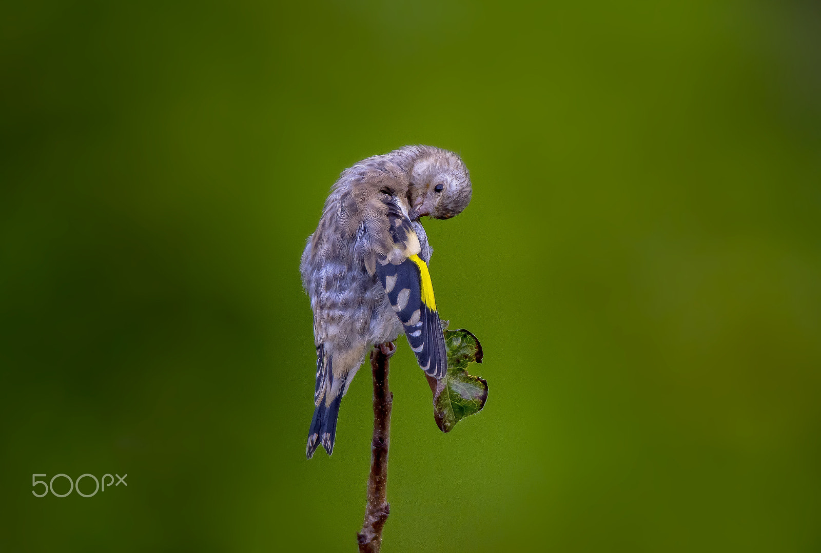 Tamron SP 150-600mm F5-6.3 Di VC USD sample photo. Young goldfinch photography