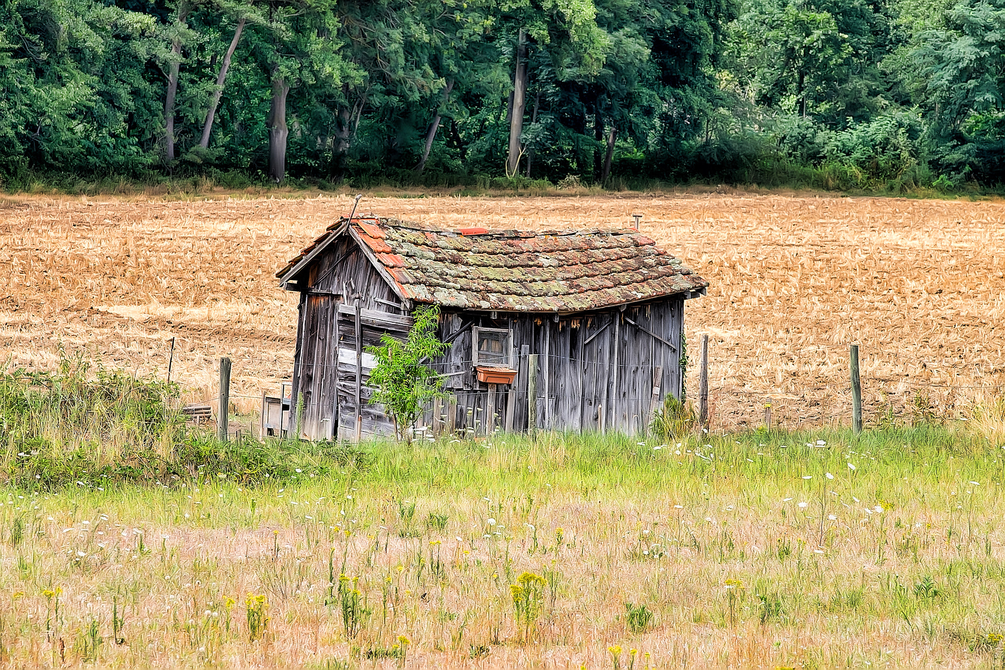 Fujifilm X-T1 + Fujifilm XF 50-140mm F2.8 R LM OIS WR sample photo. La petite maison photography