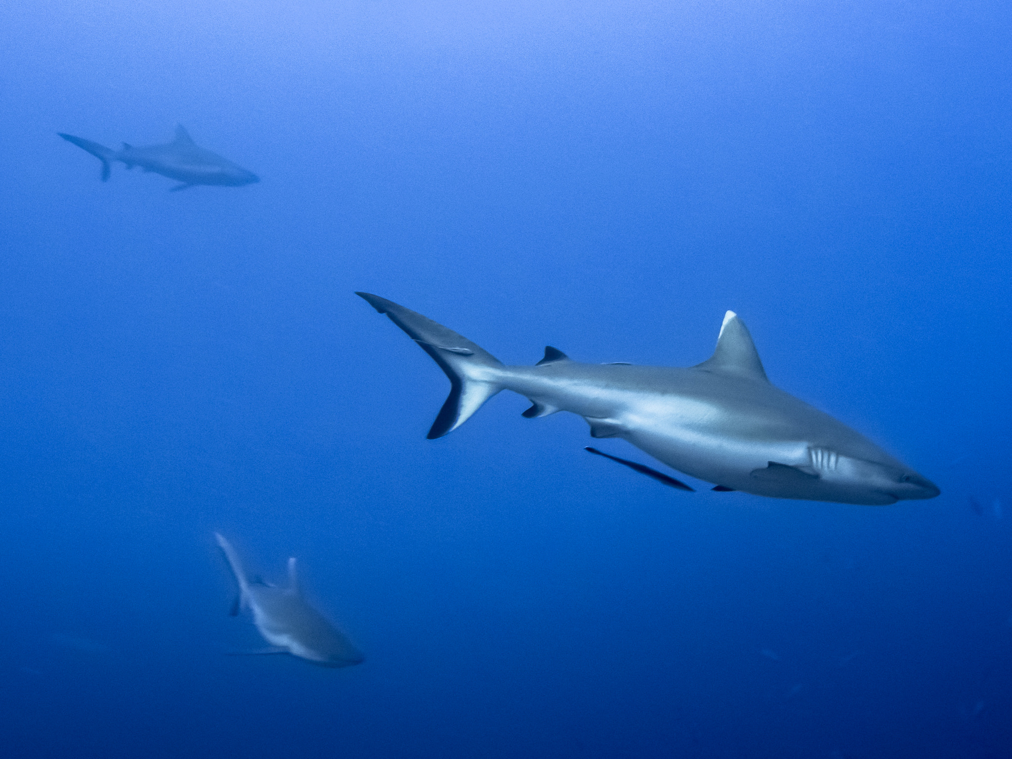 OLYMPUS M.9-18mm F4.0-5.6 sample photo. 3 grey reef sharks photography
