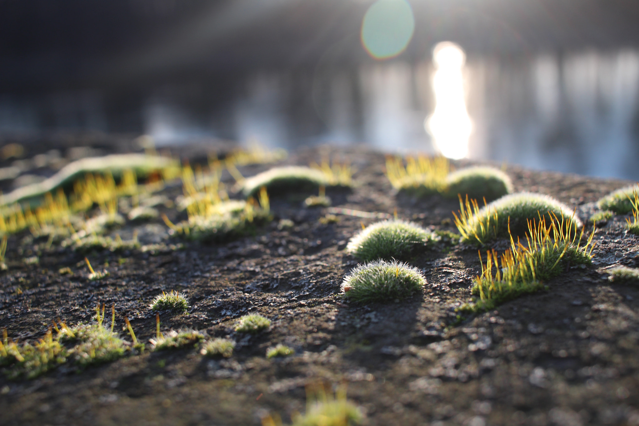 Canon EOS 100D (EOS Rebel SL1 / EOS Kiss X7) + Canon EF-S 24mm F2.8 STM sample photo. Moss in sunset light photography