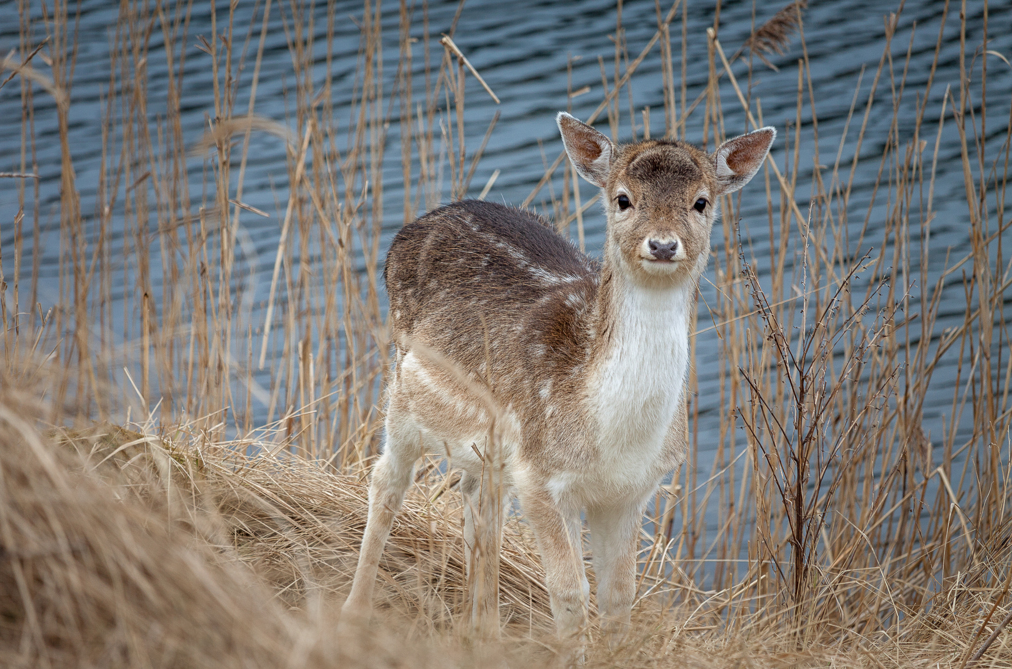 Canon EOS 50D + Canon EF-S 55-250mm F4-5.6 IS STM sample photo. Bambi surprise photography