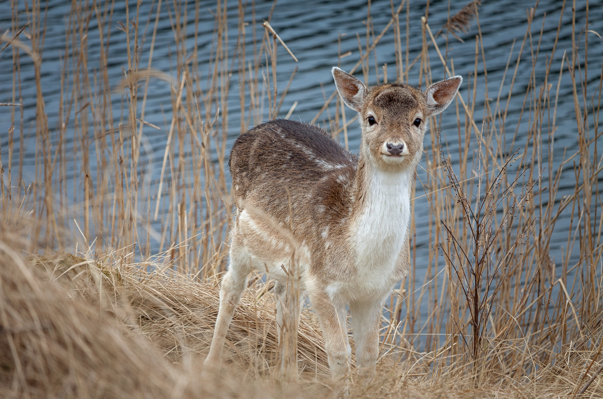 Canon EF-S 55-250mm F4-5.6 IS STM sample photo. Bambi surprise photography