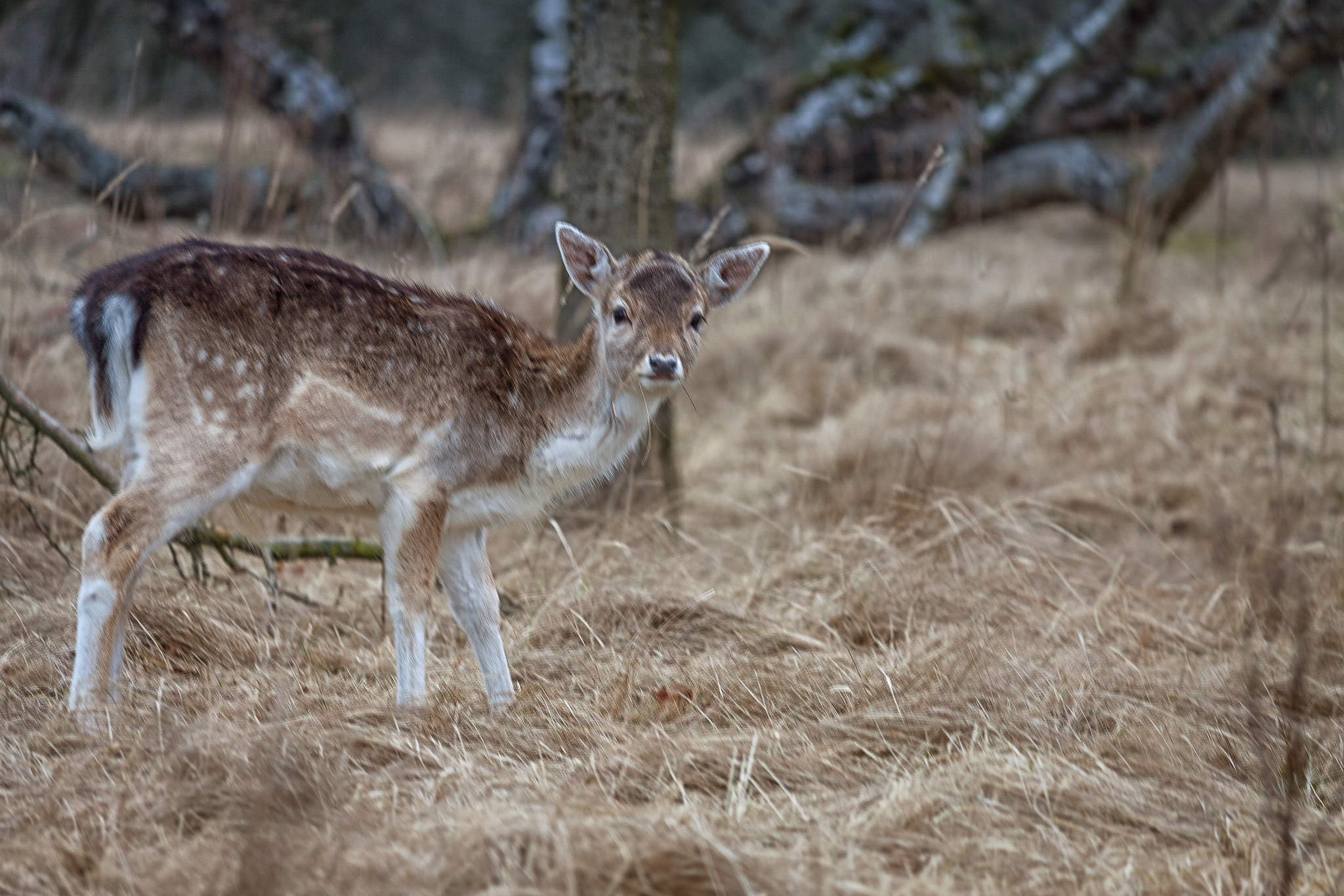 Canon EF-S 55-250mm F4-5.6 IS STM sample photo. Young dutch deer photography